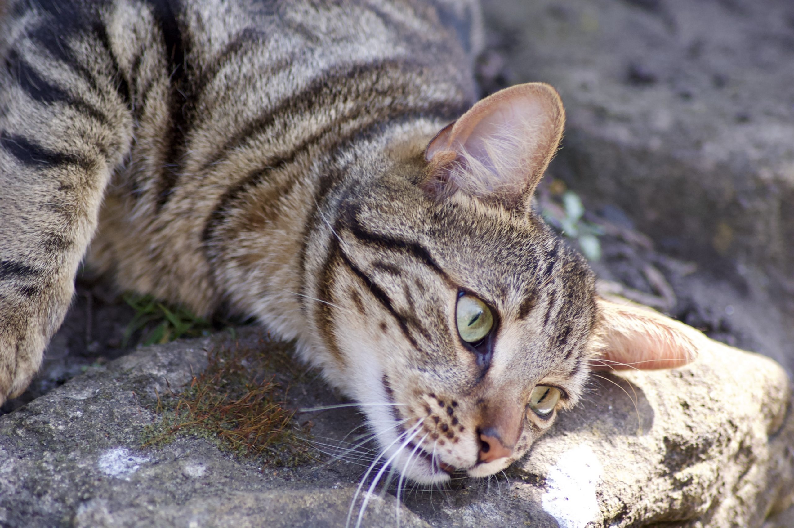 Park Tabby