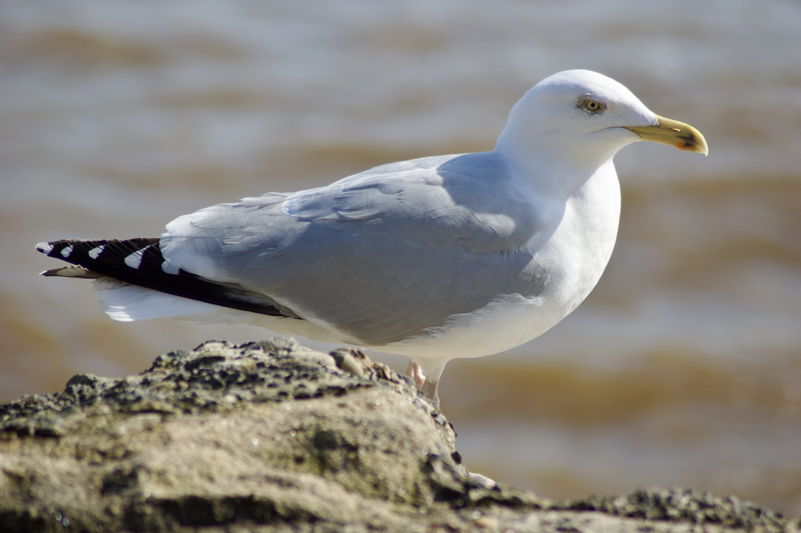 Herring Gull
