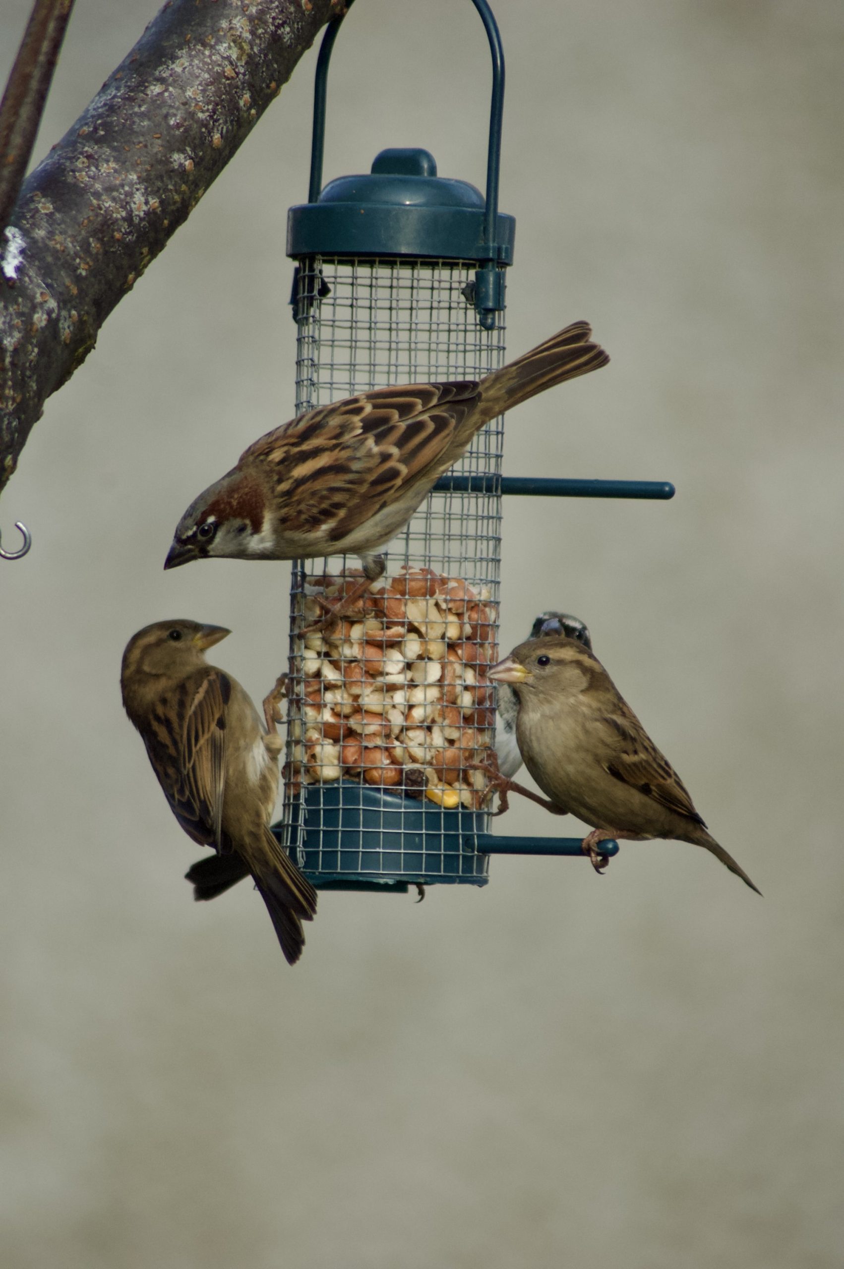 Eurasian Tree Sparrow