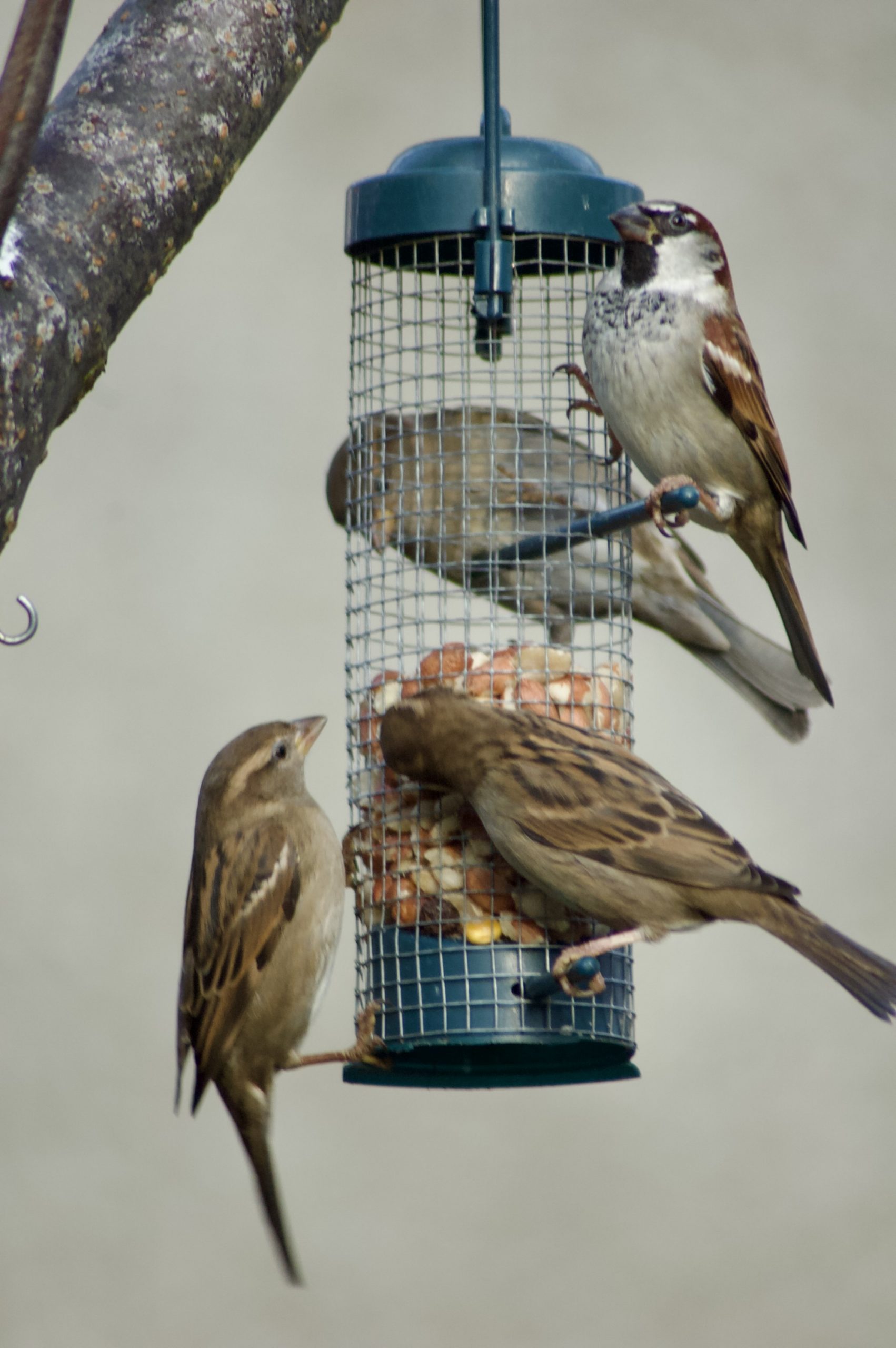 Eurasian Tree Sparrow