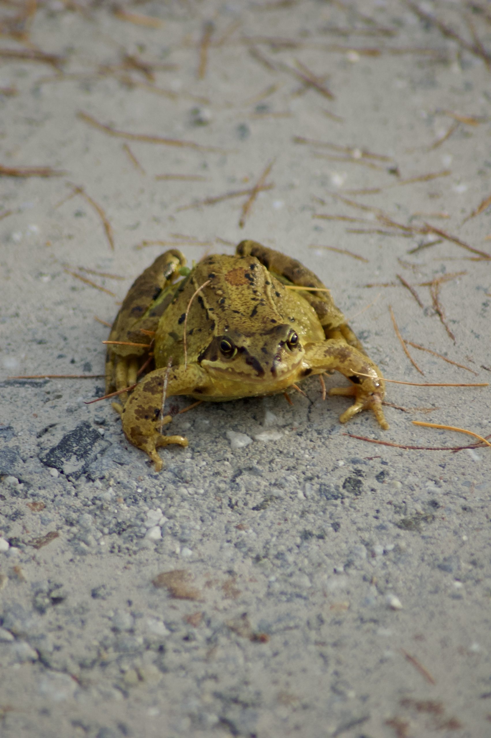Common Frog