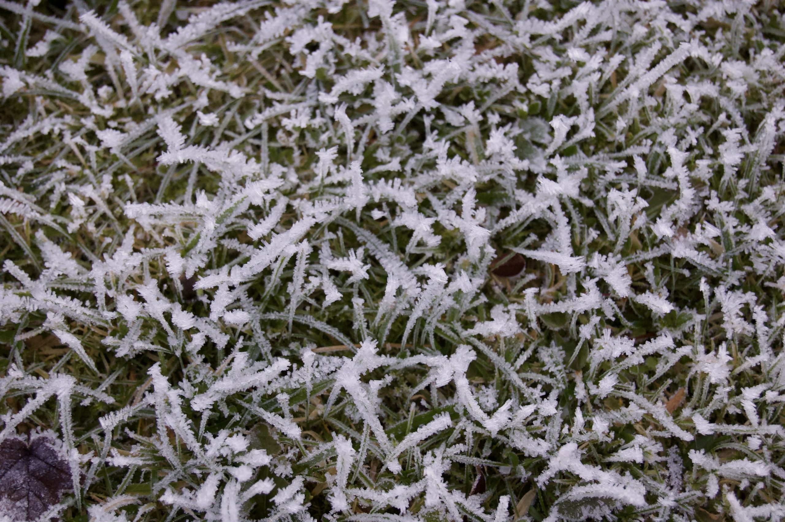 Frost on Strathpeffer