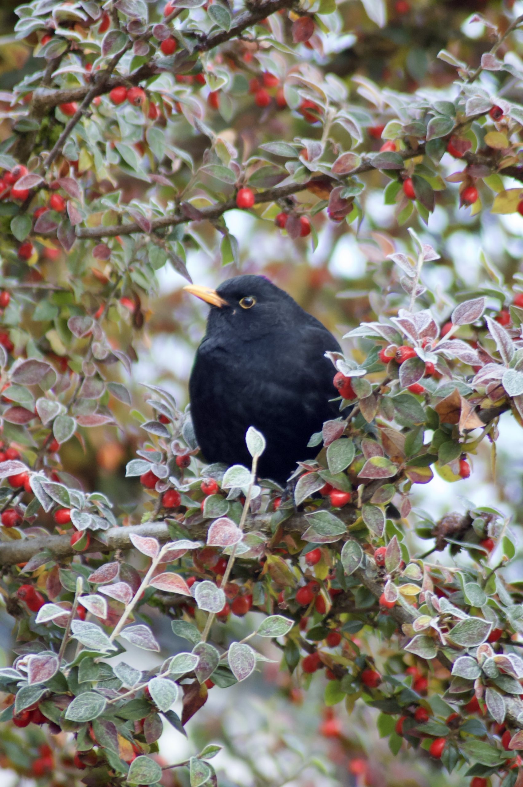 Blackbird & Berries