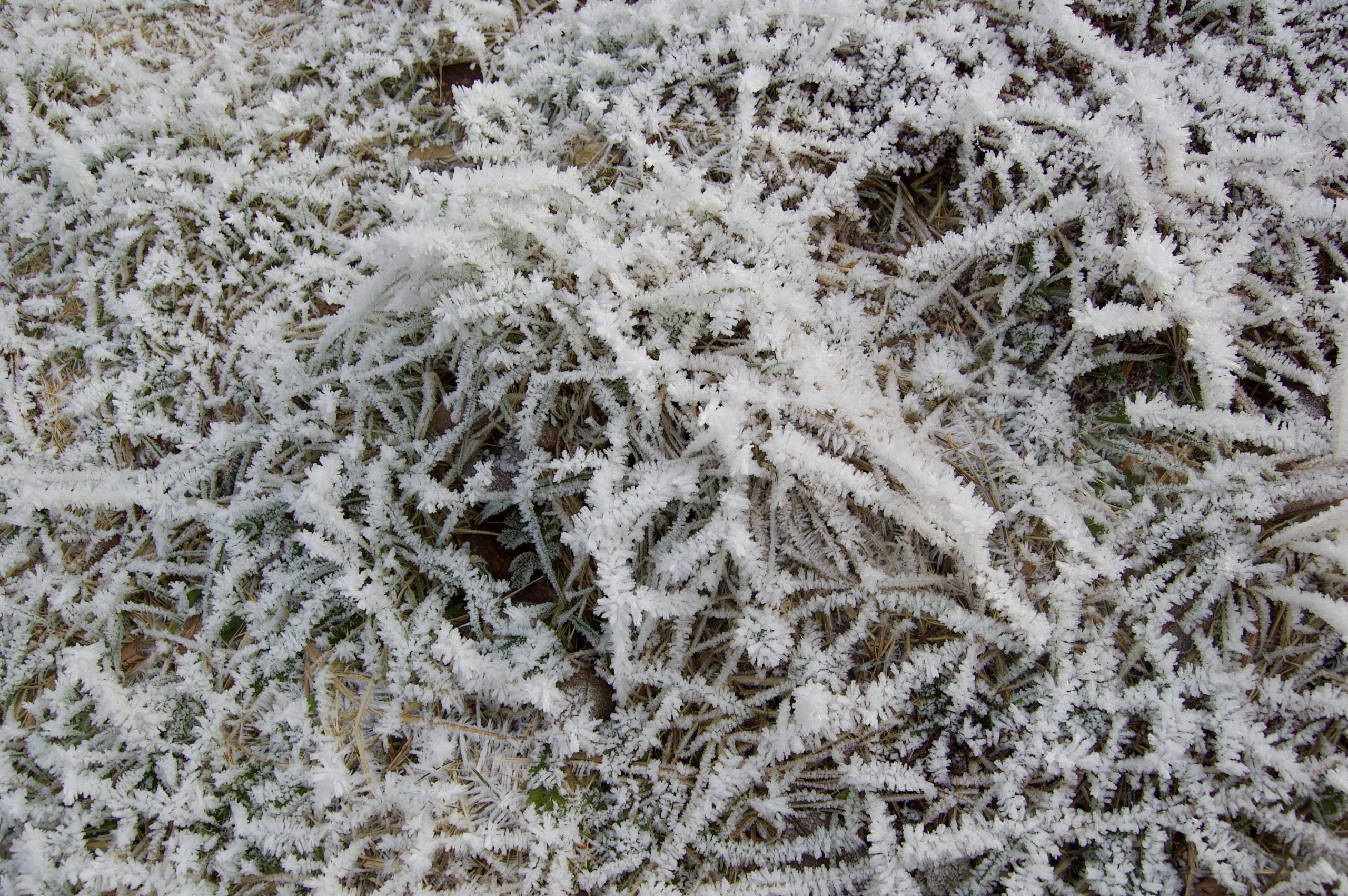 Frost in the Glen