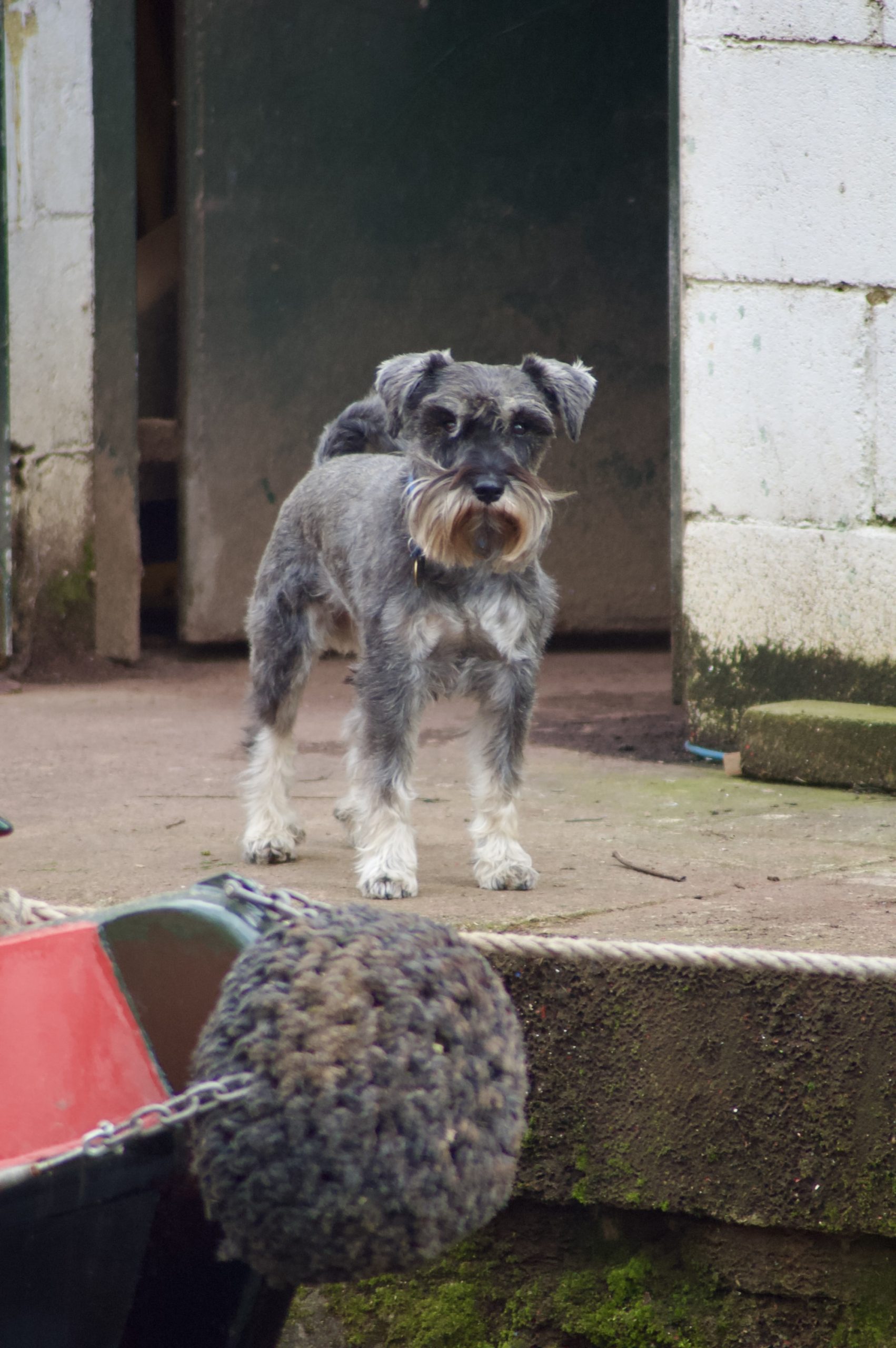 Canal Schnauzer