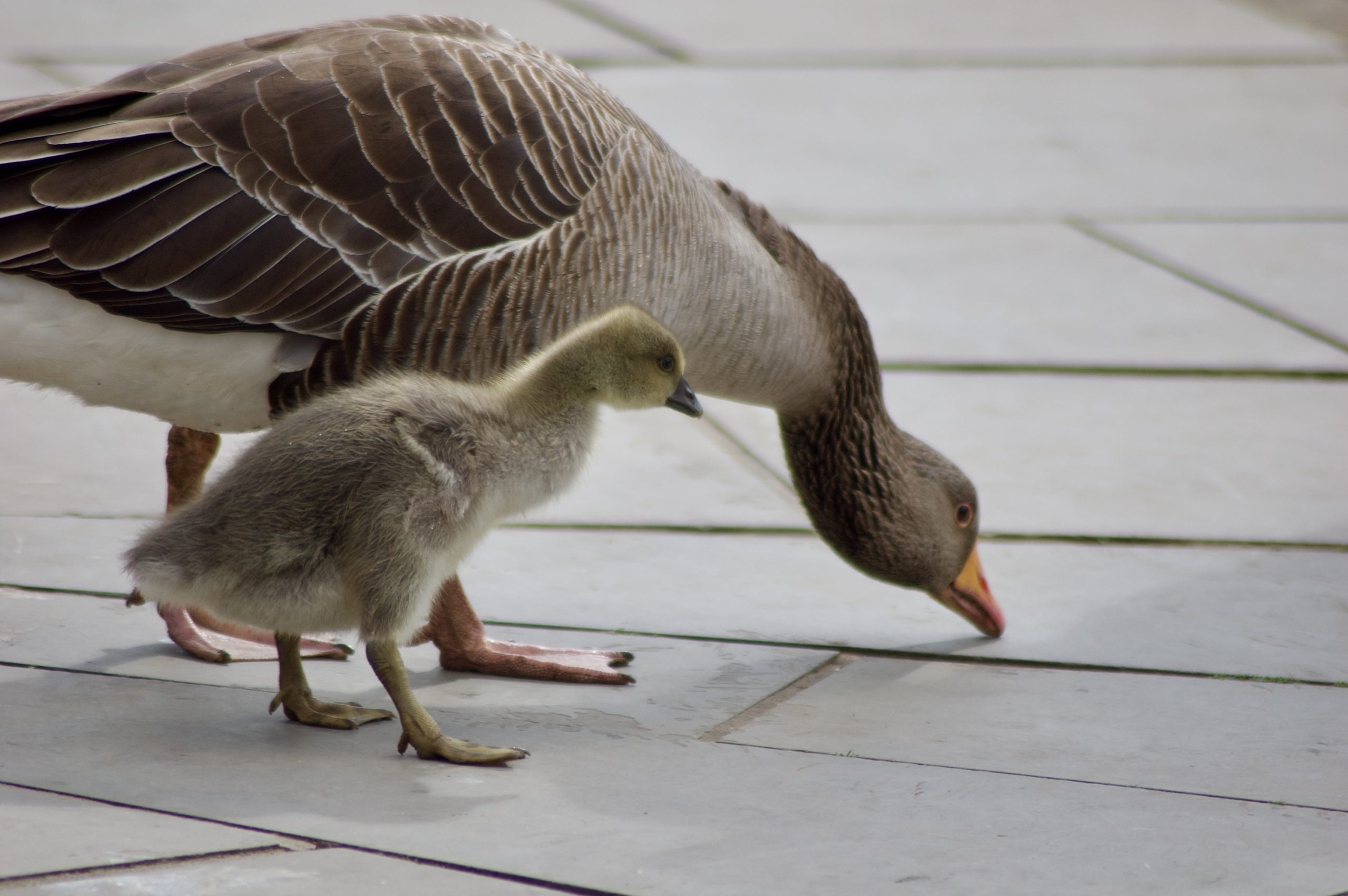 Greylag Goose & Gosling