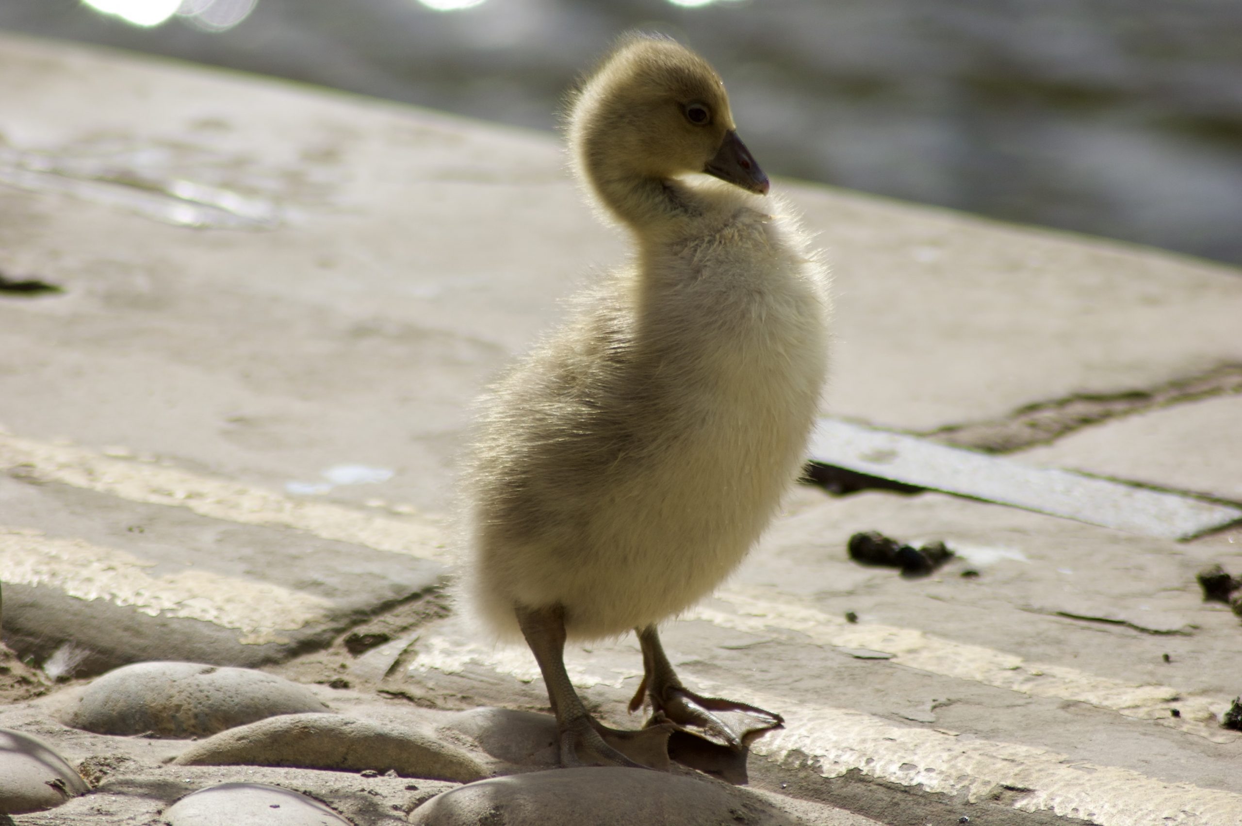 Greylag Gosling