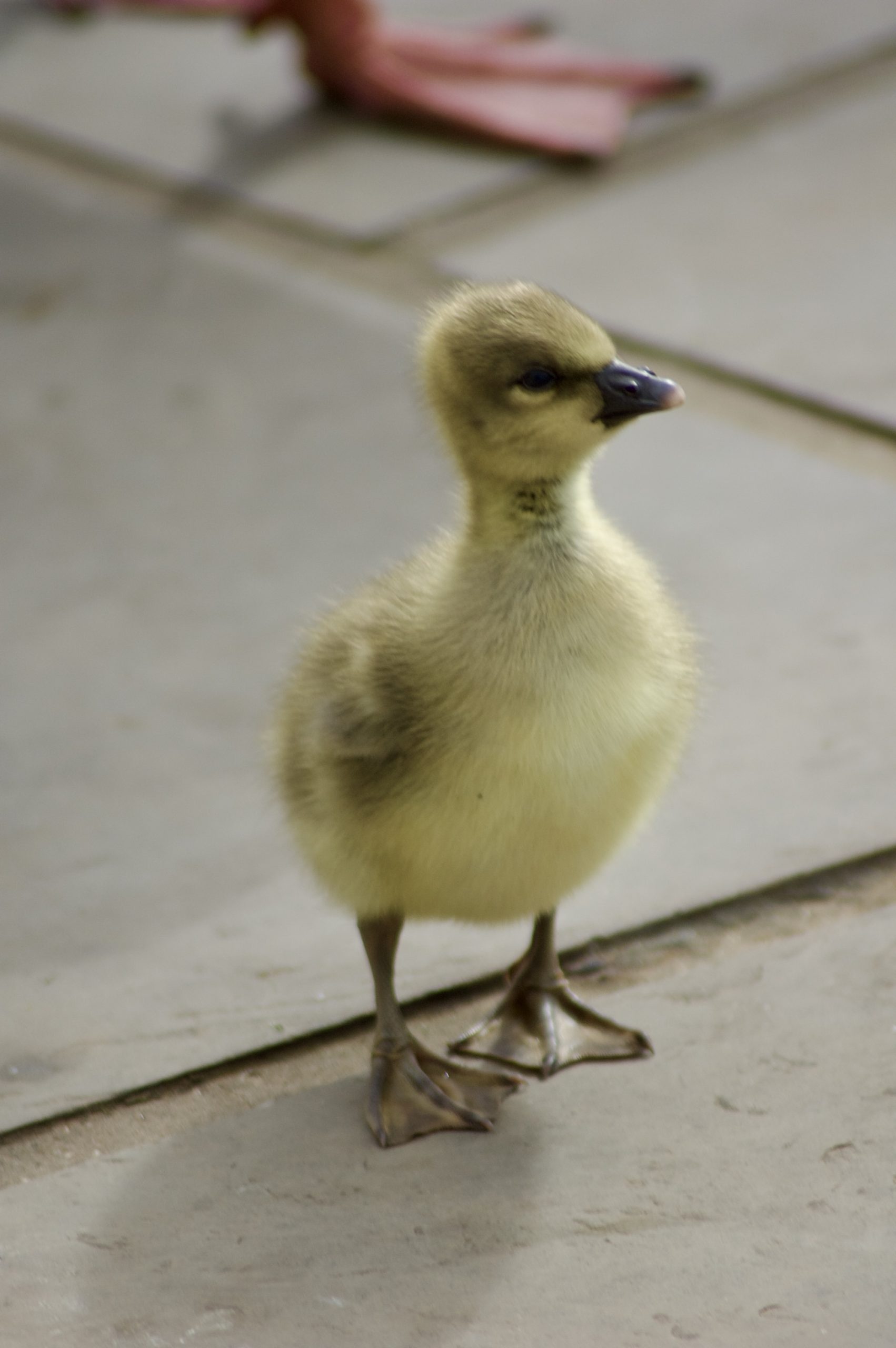 Greylag Gosling