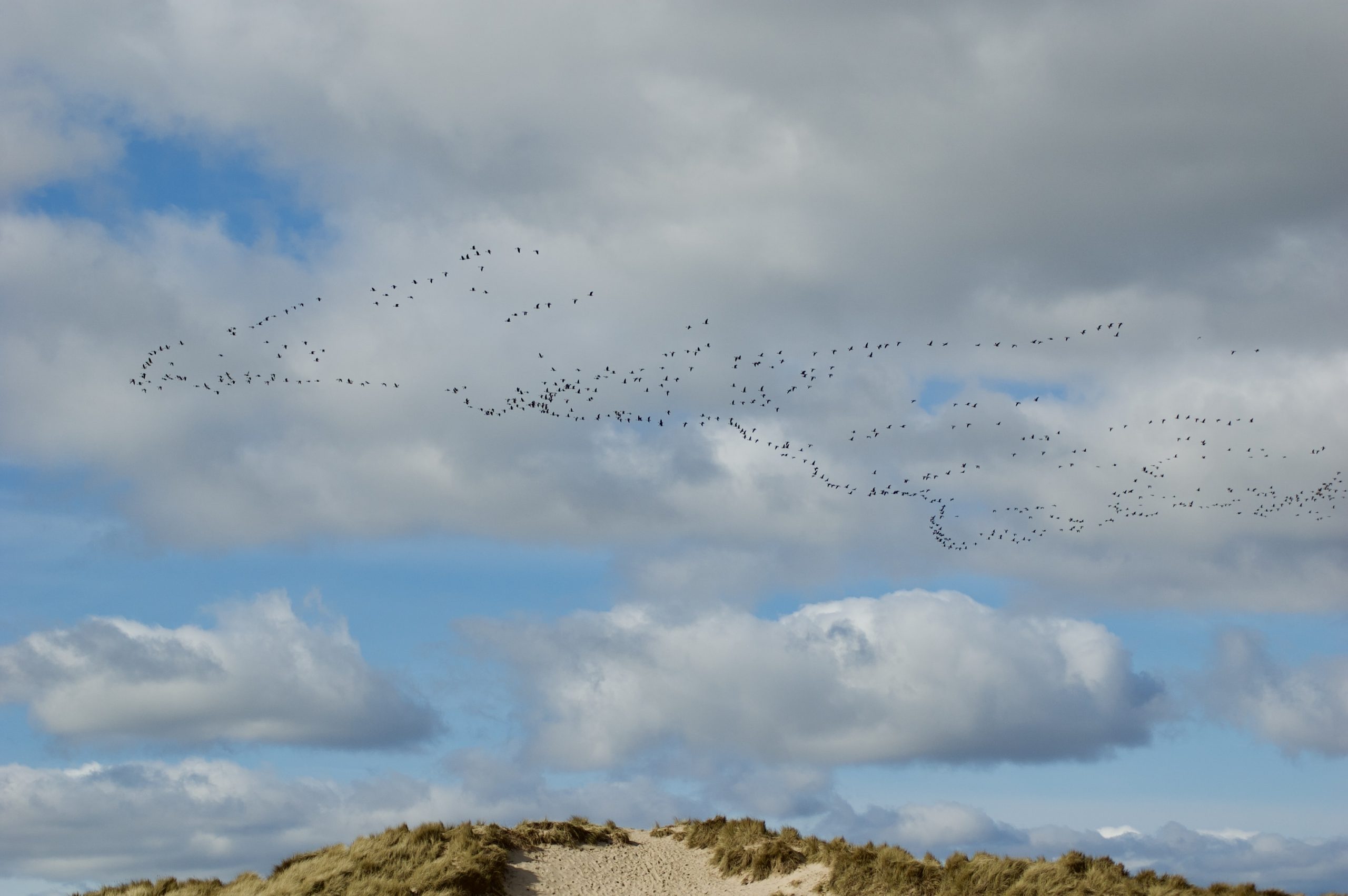 Migrating Birds