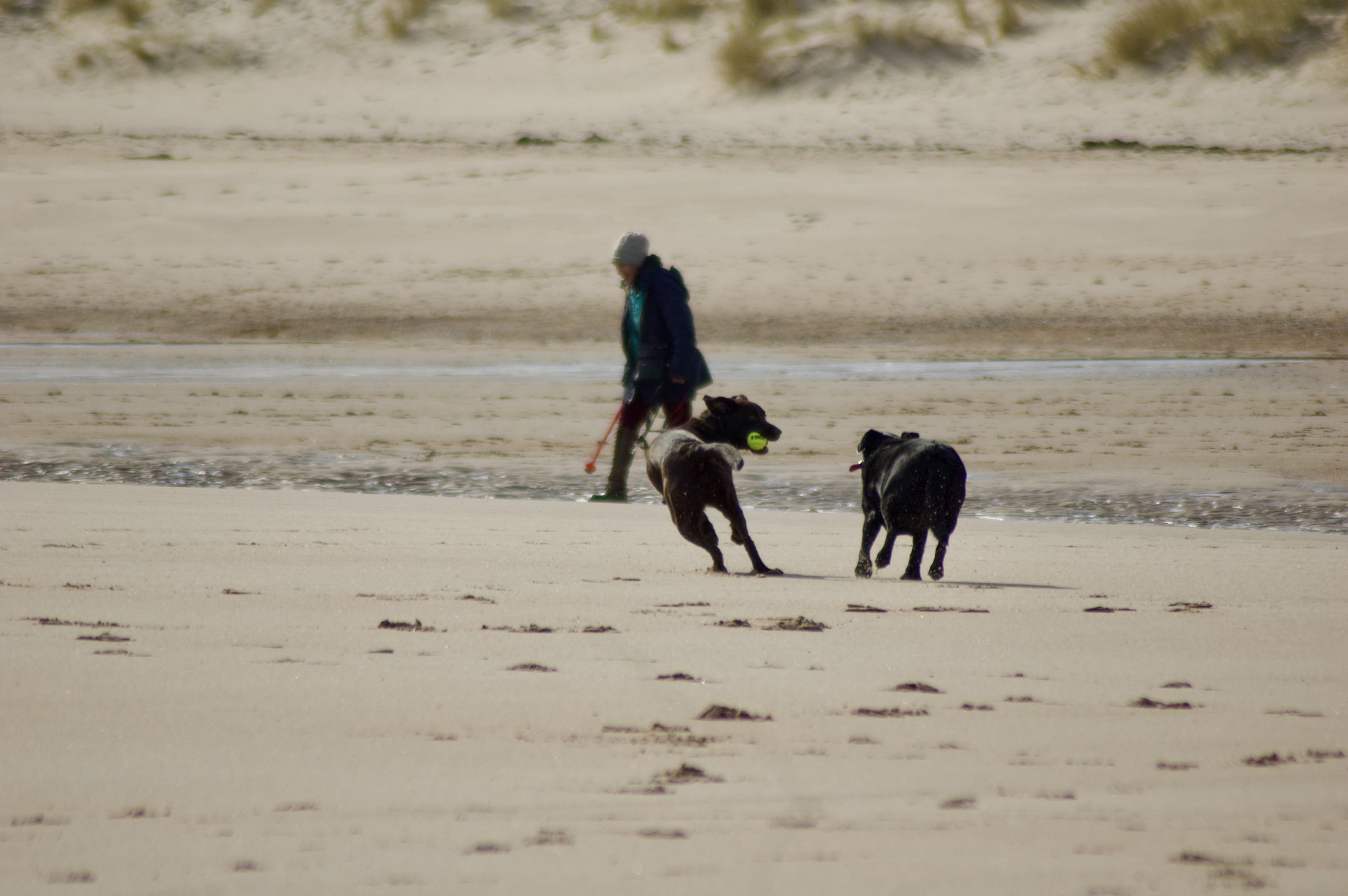 Druridge Dogs