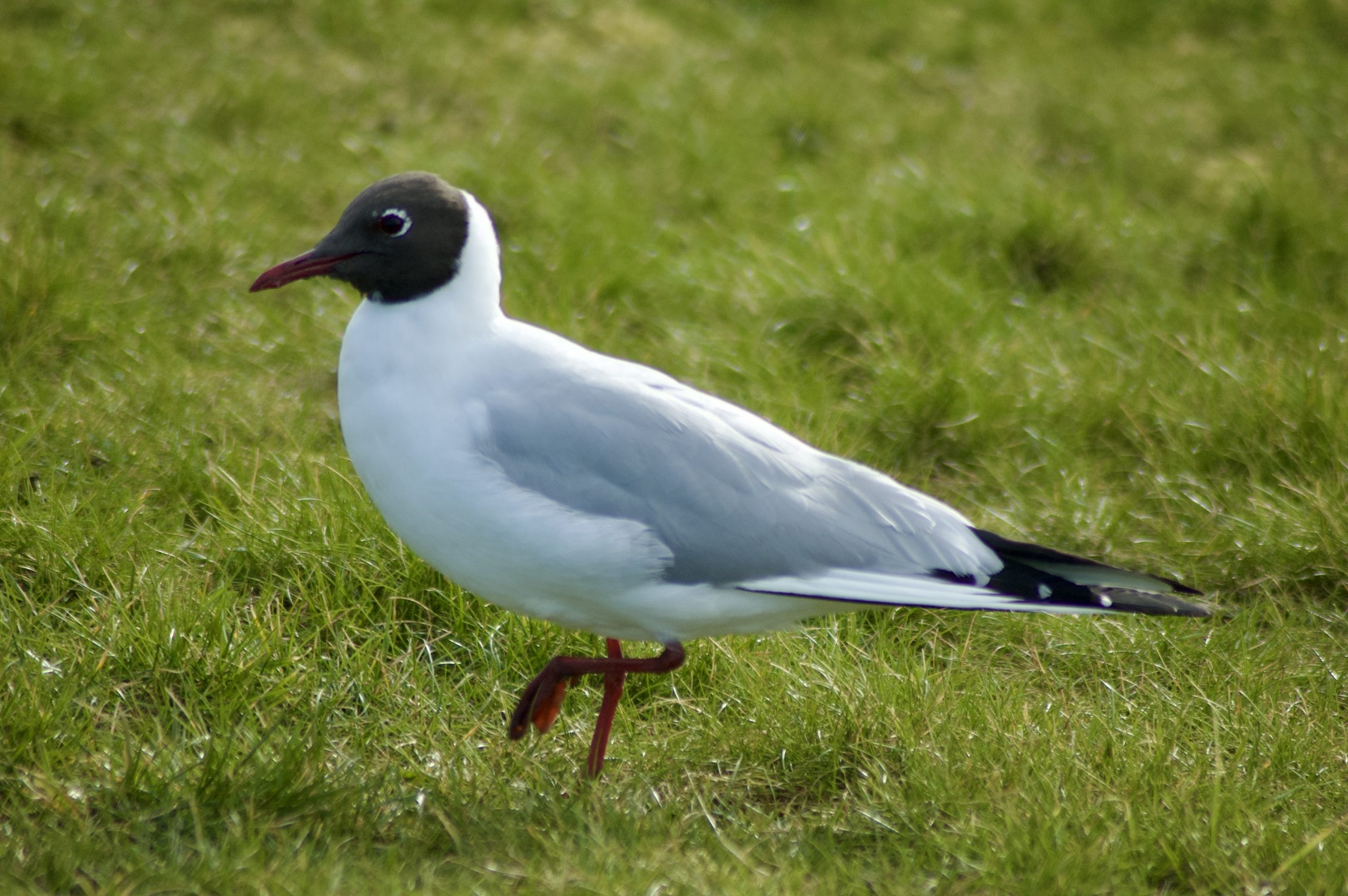 Black-headed Gull