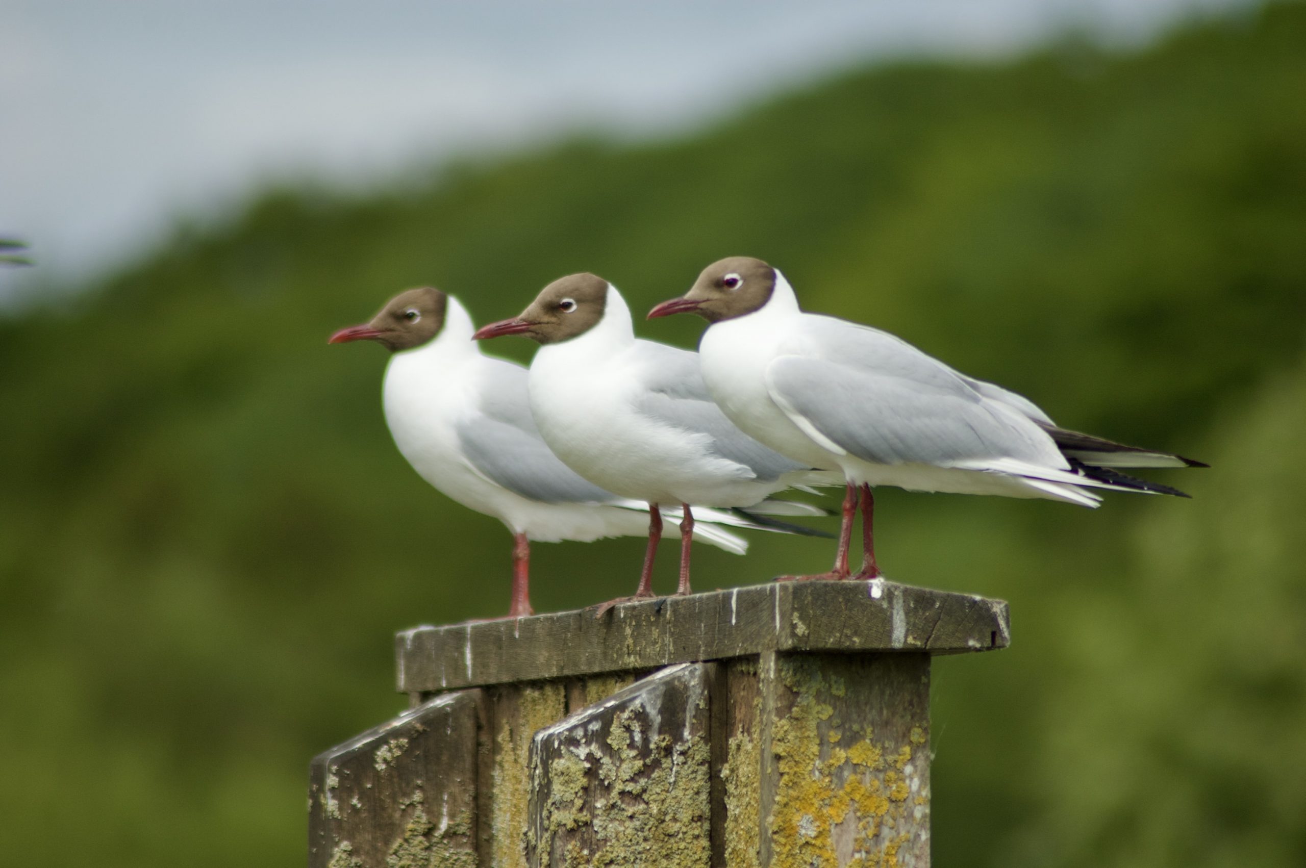 Black-headed Gulls