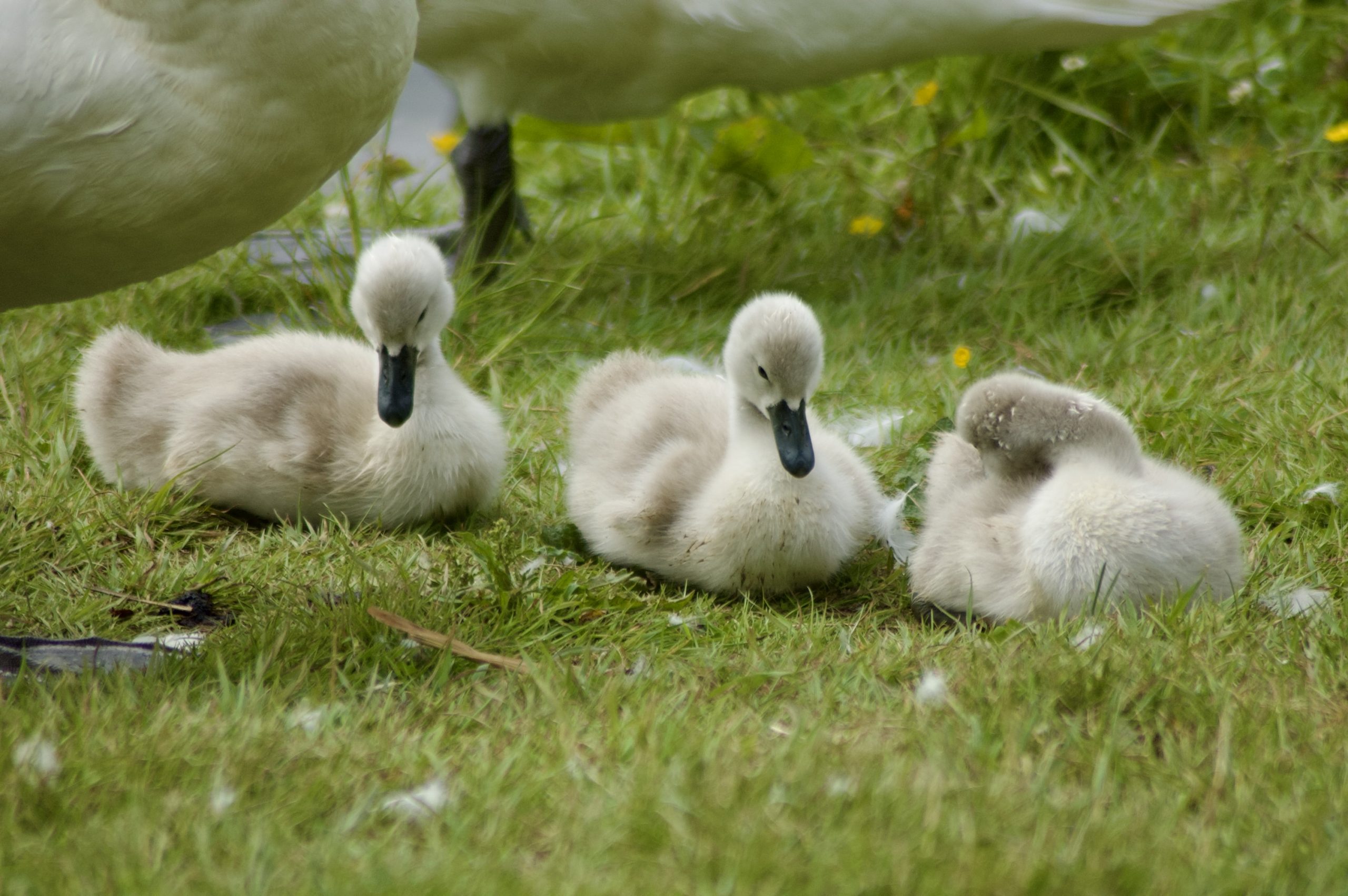 Cygnets