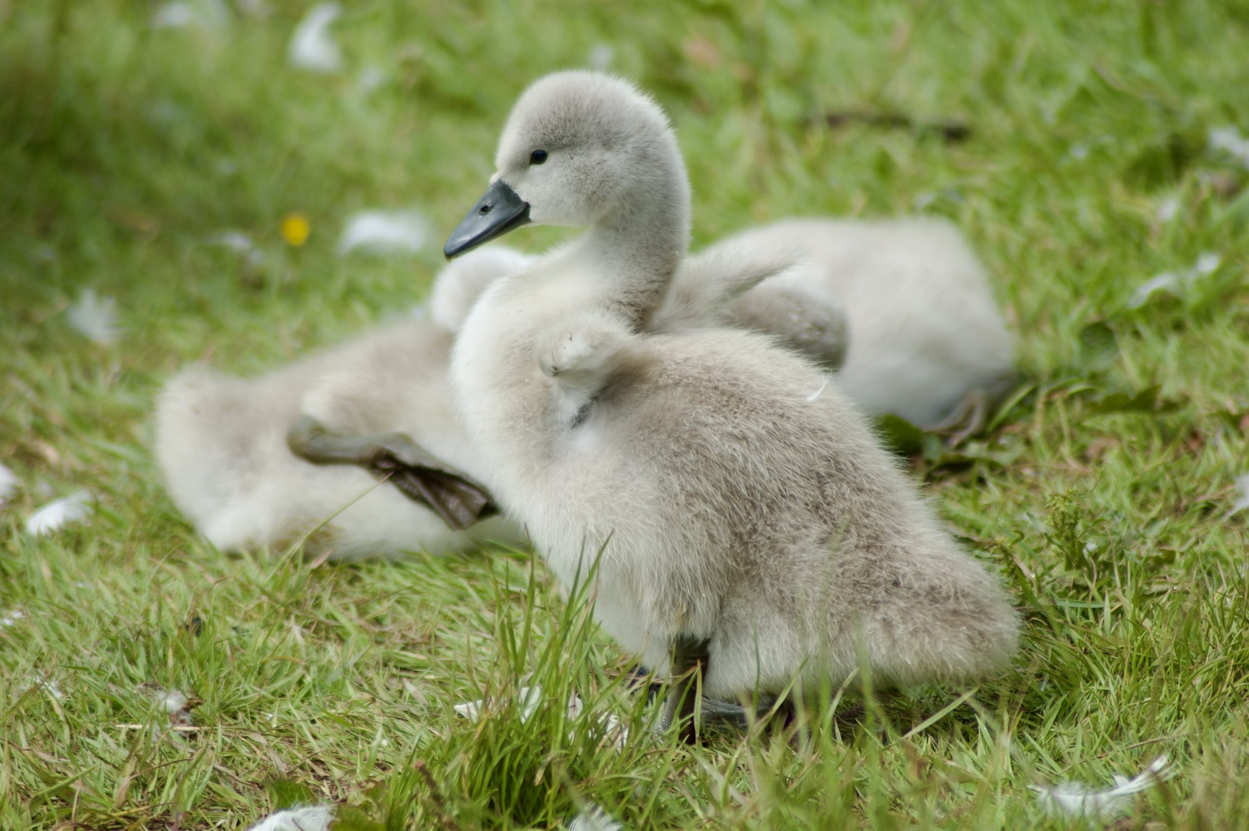 Cygnets