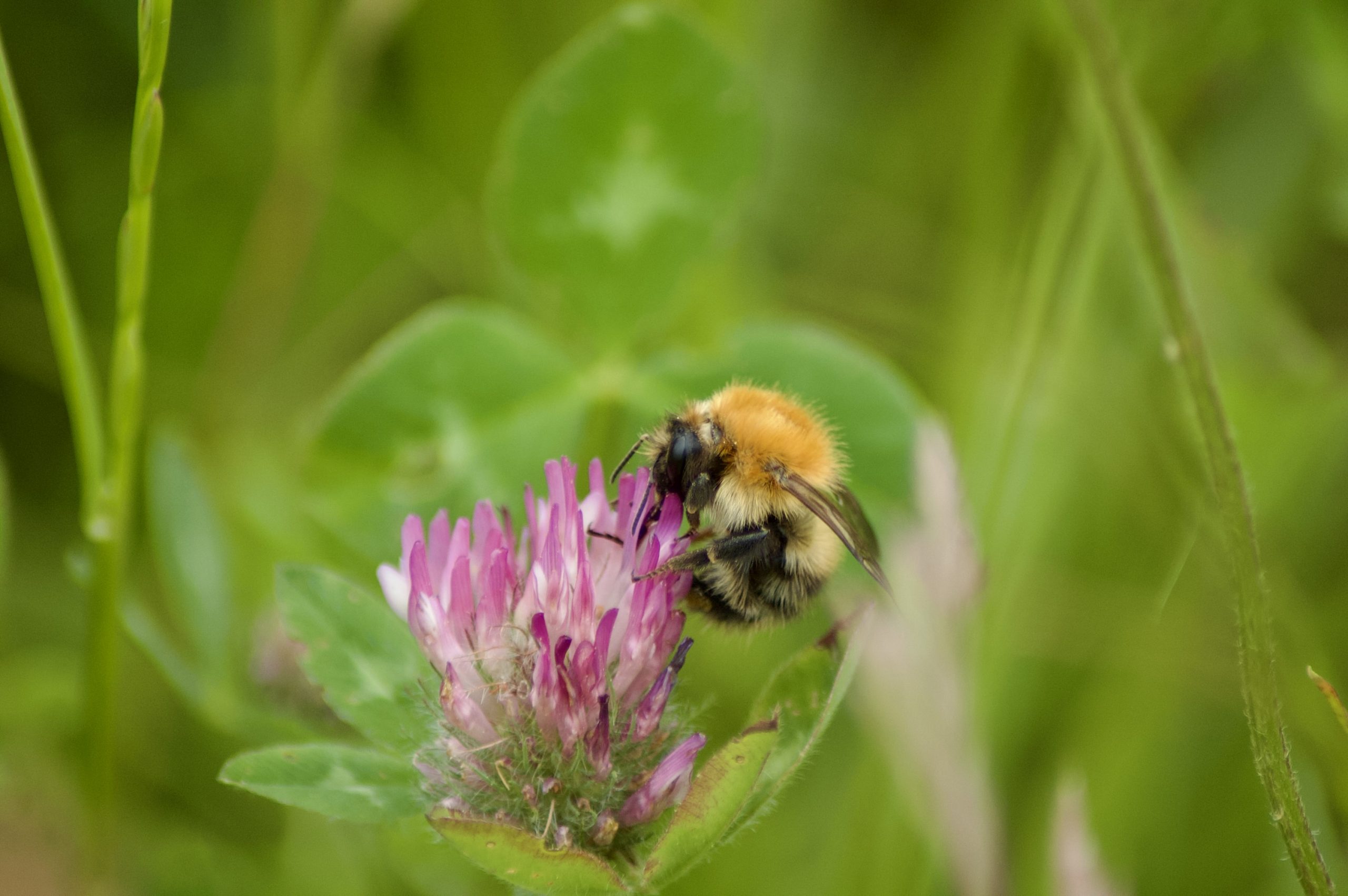 Common Carder Bumblebee