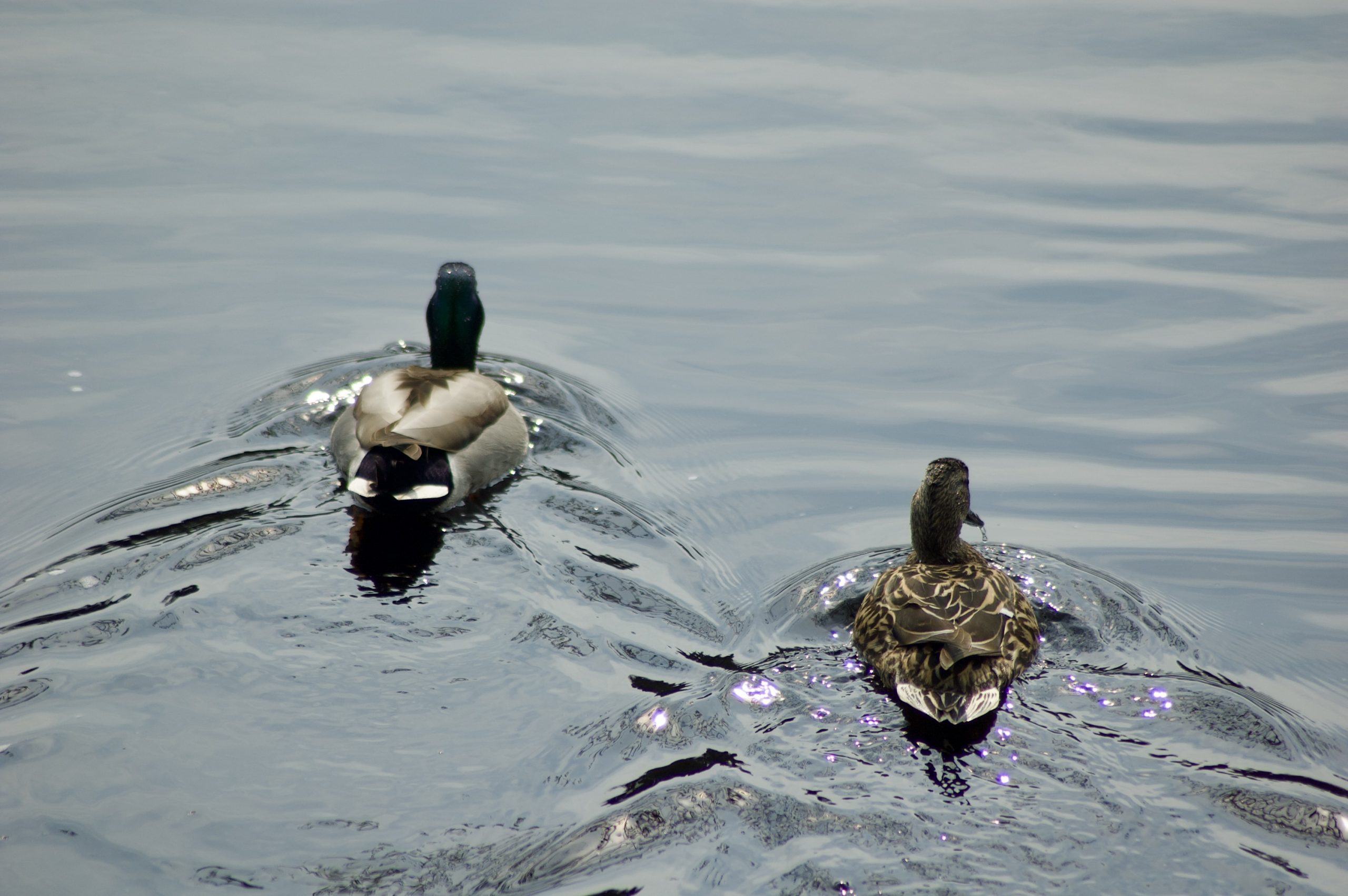 Mallards