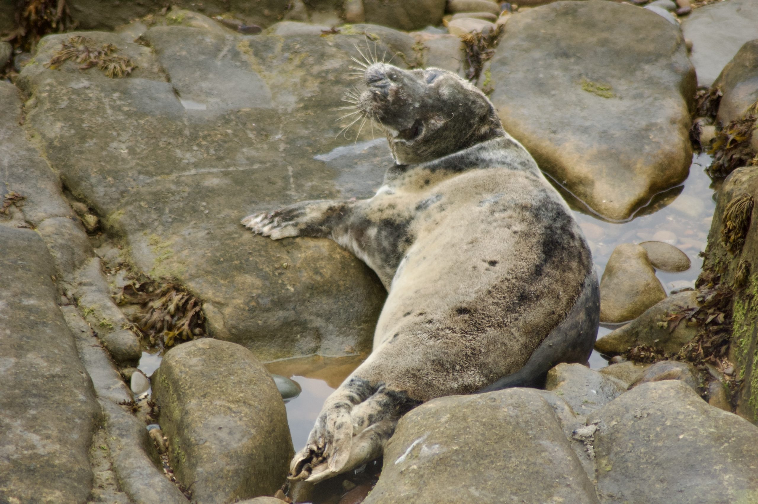 Grey Seal
