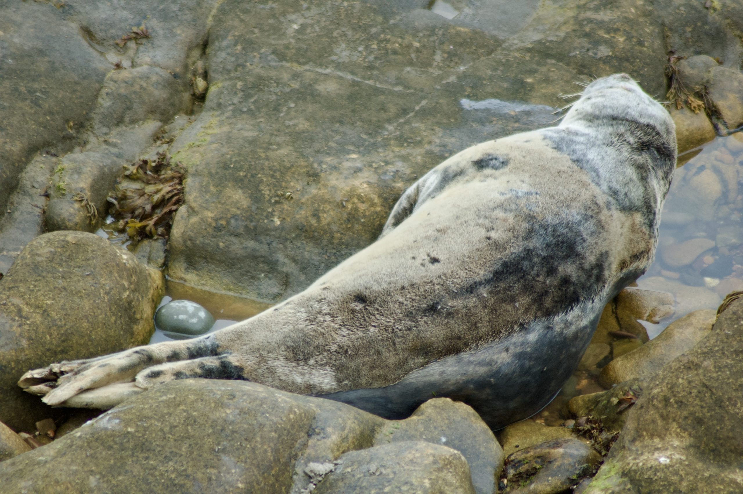 Grey Seal