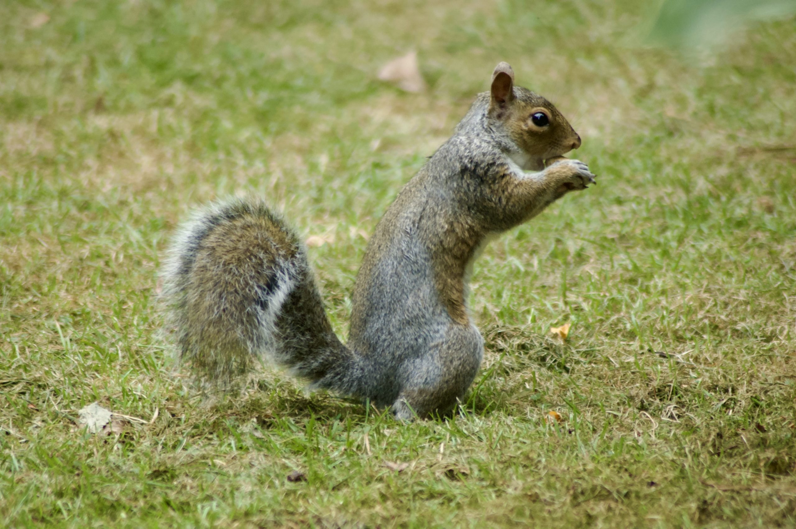 Eastern Gray Squirrel