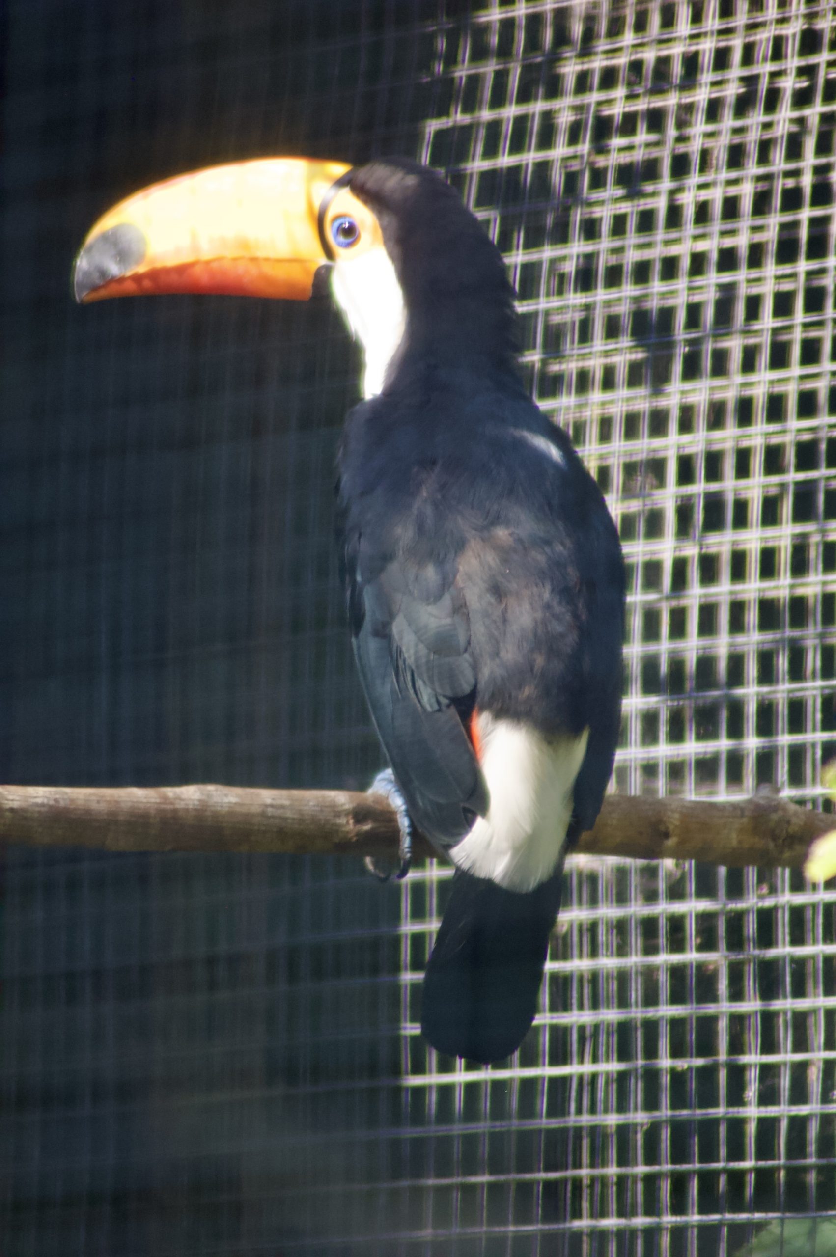 Toco Toucan