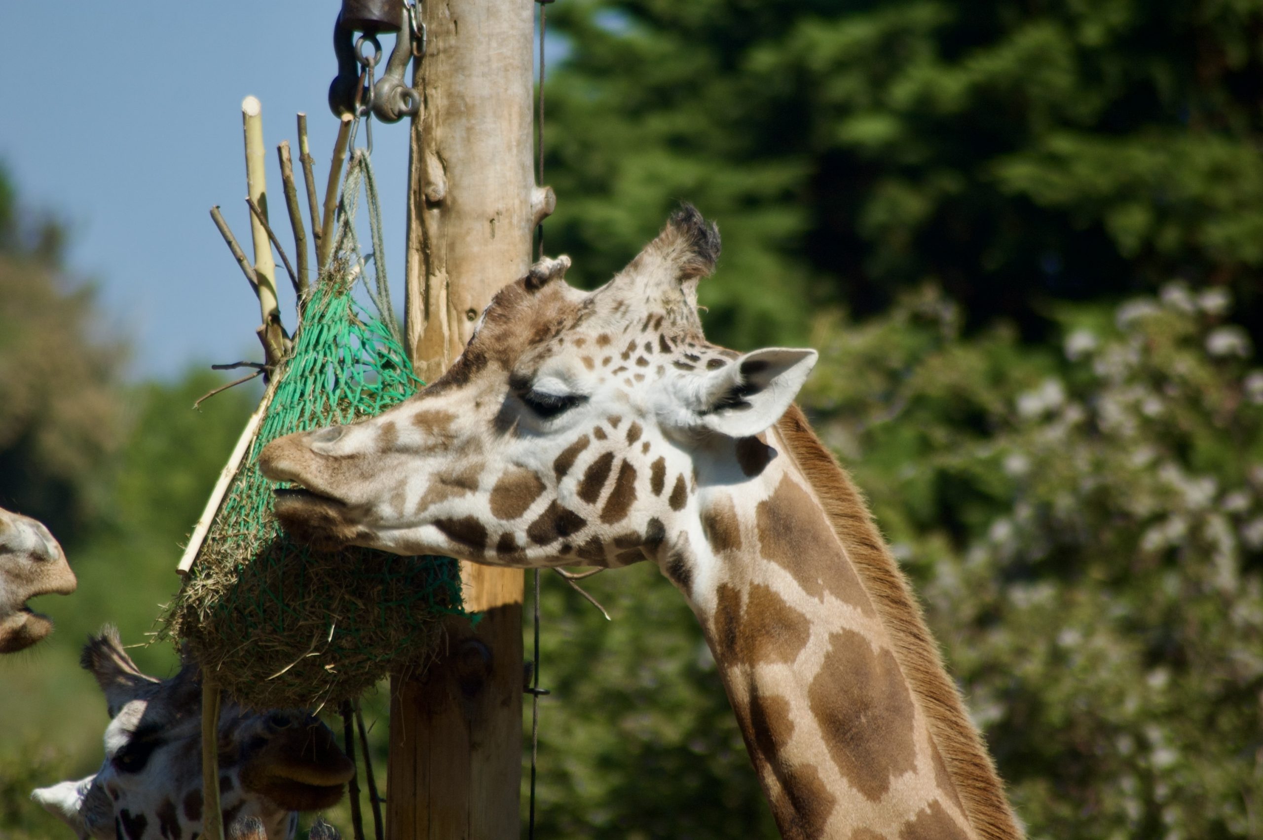 Rothschild’s giraffe