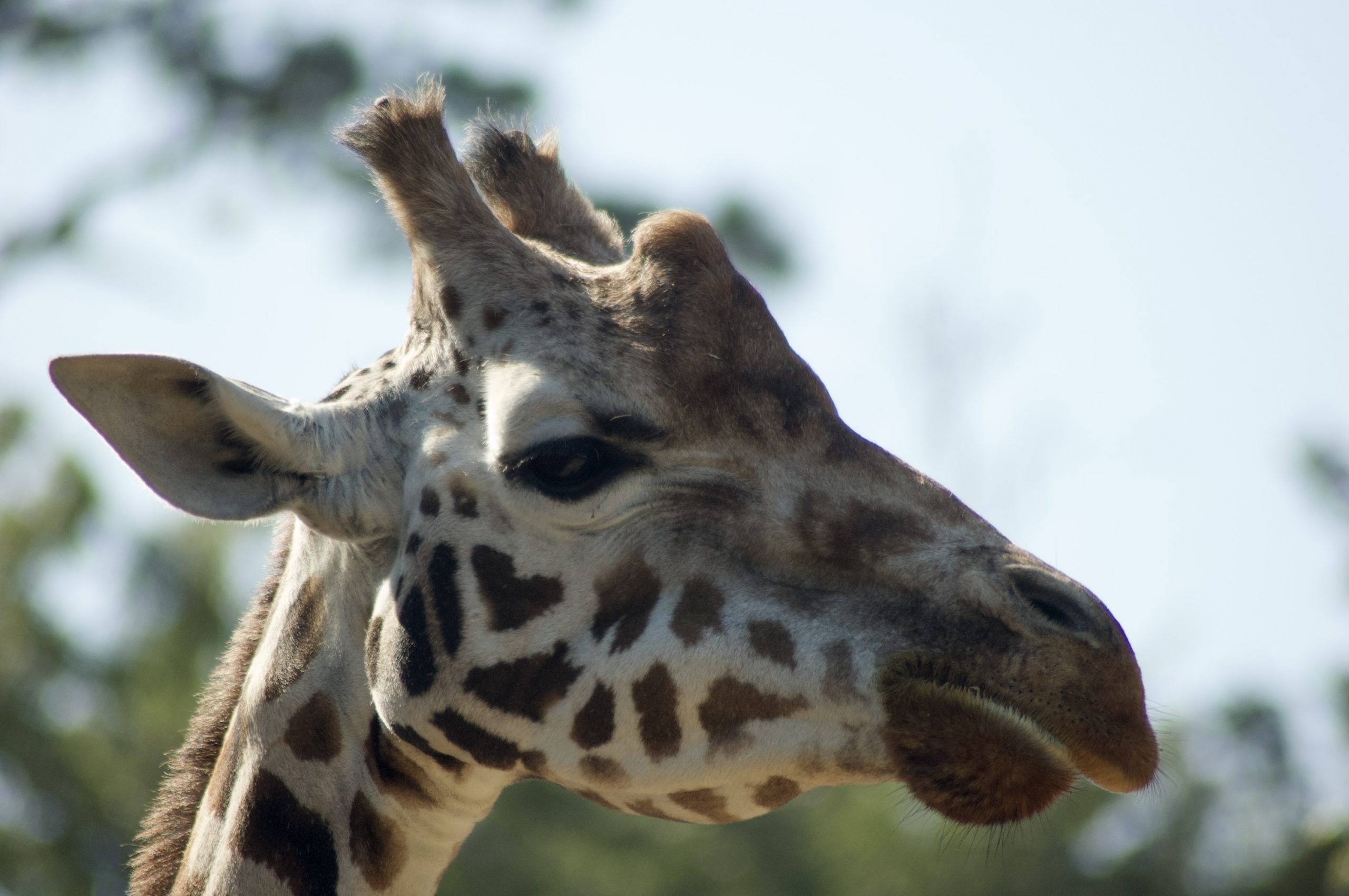 Rothschild’s giraffe