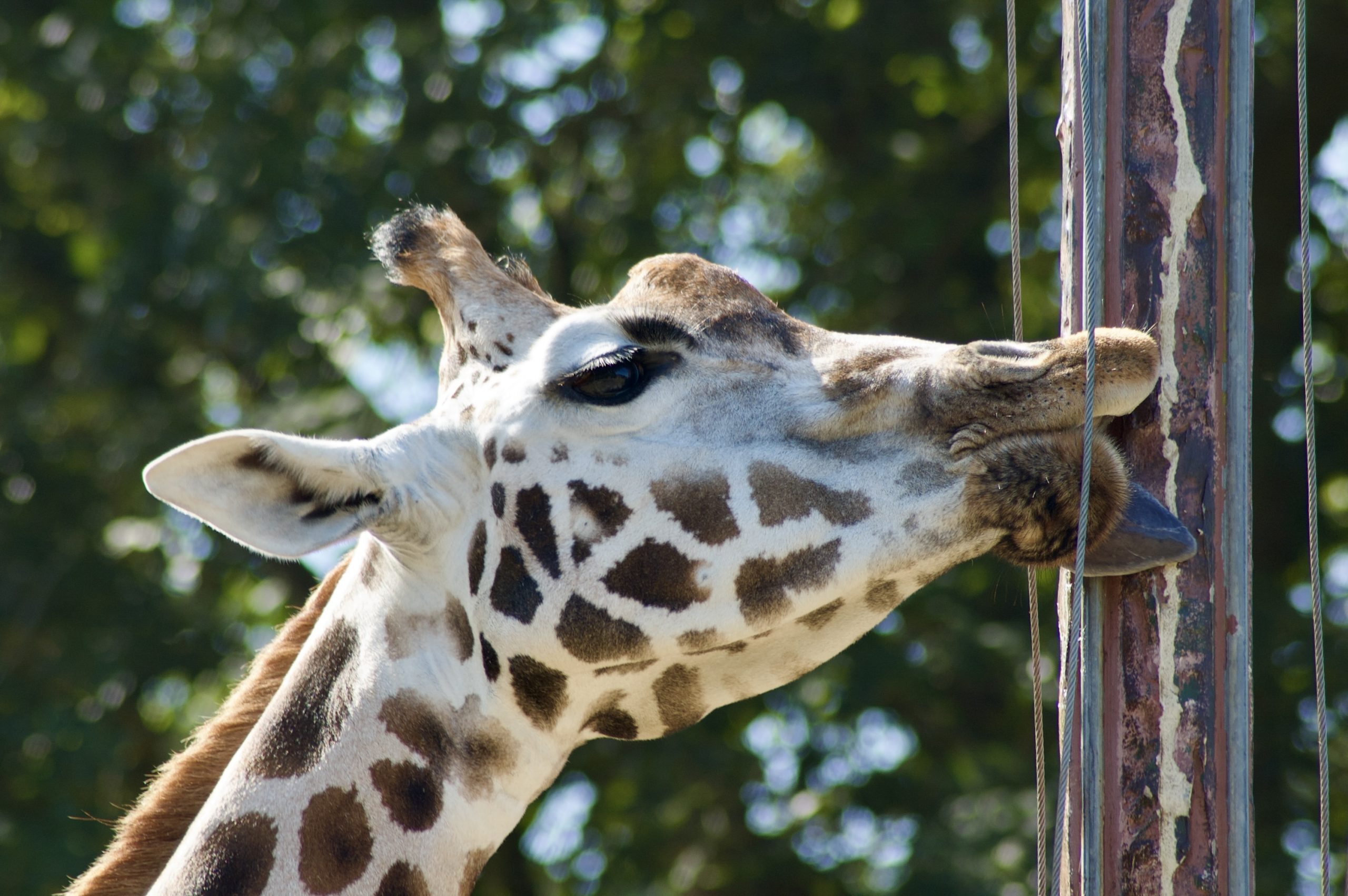 Rothschild’s giraffe