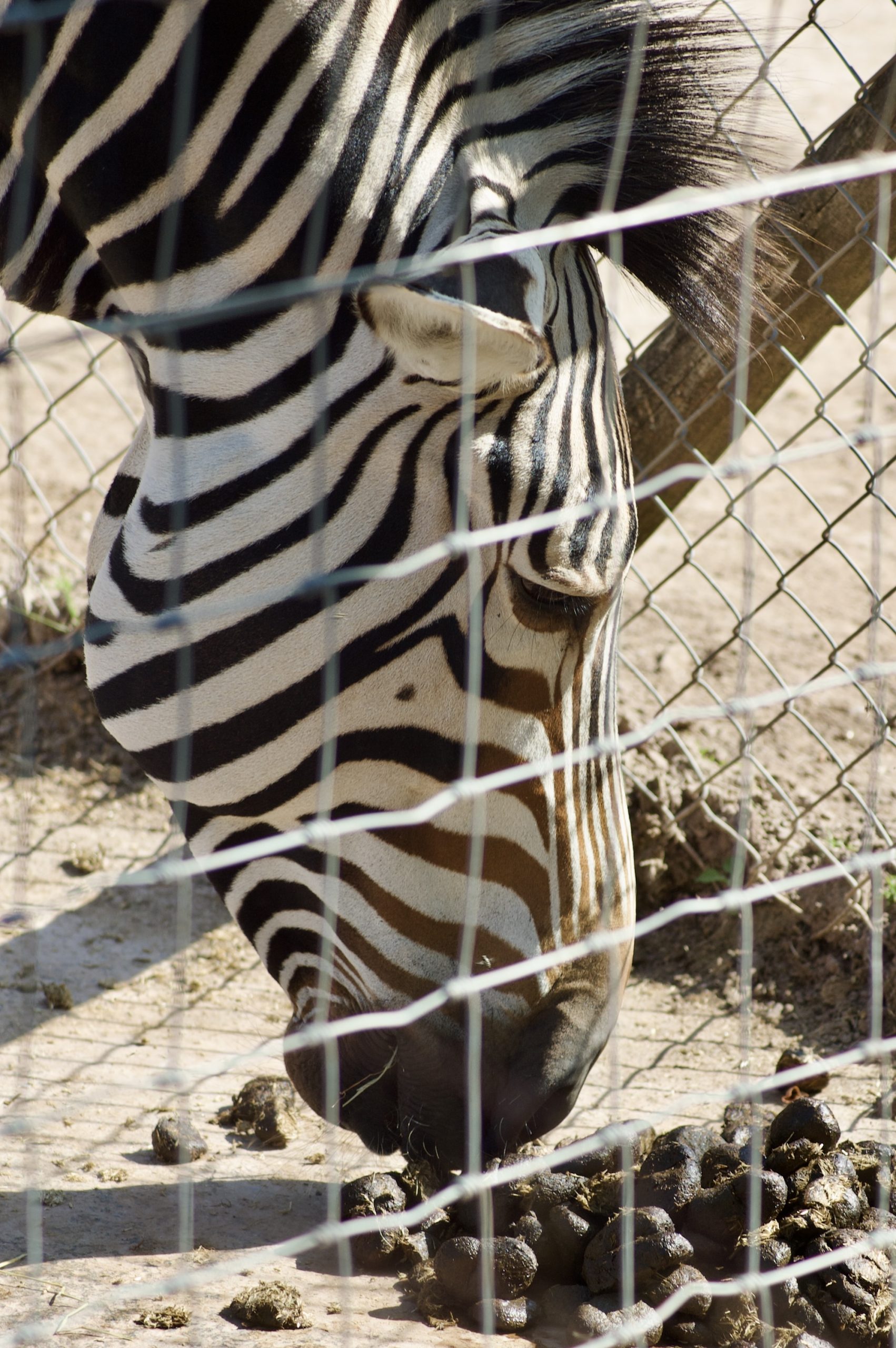 Hartmann’s Mountain Zebra