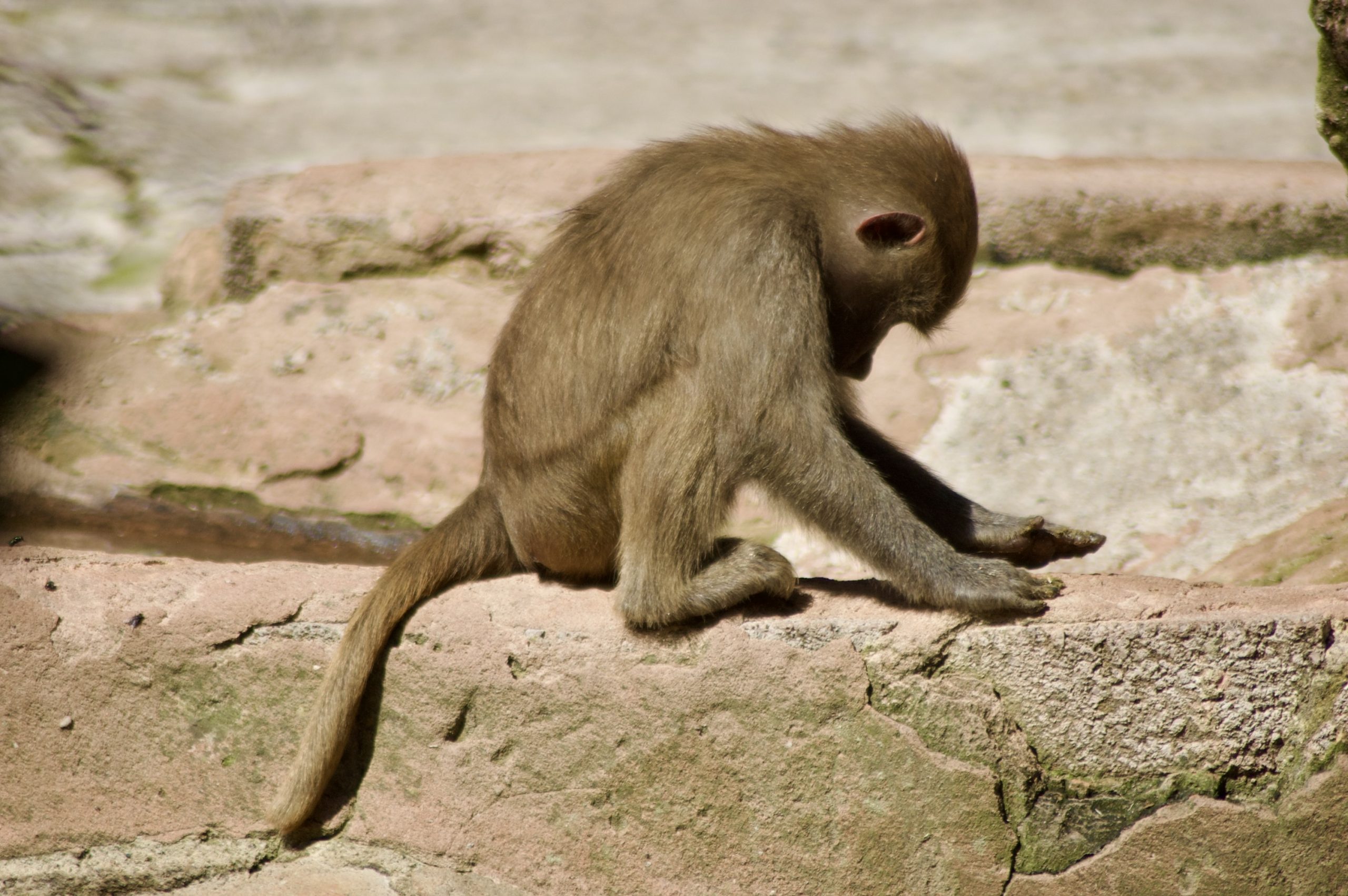 Hamadryas Baboon