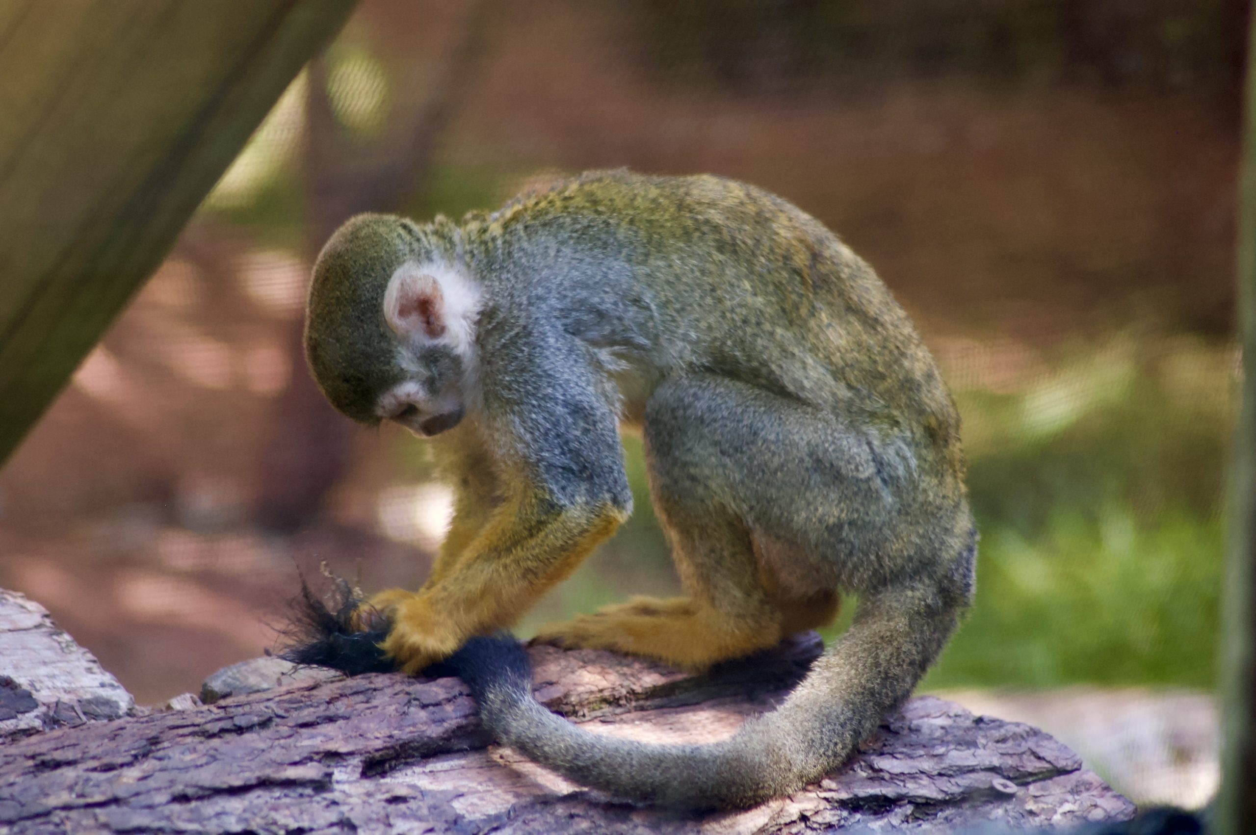 Squirrel Monkey