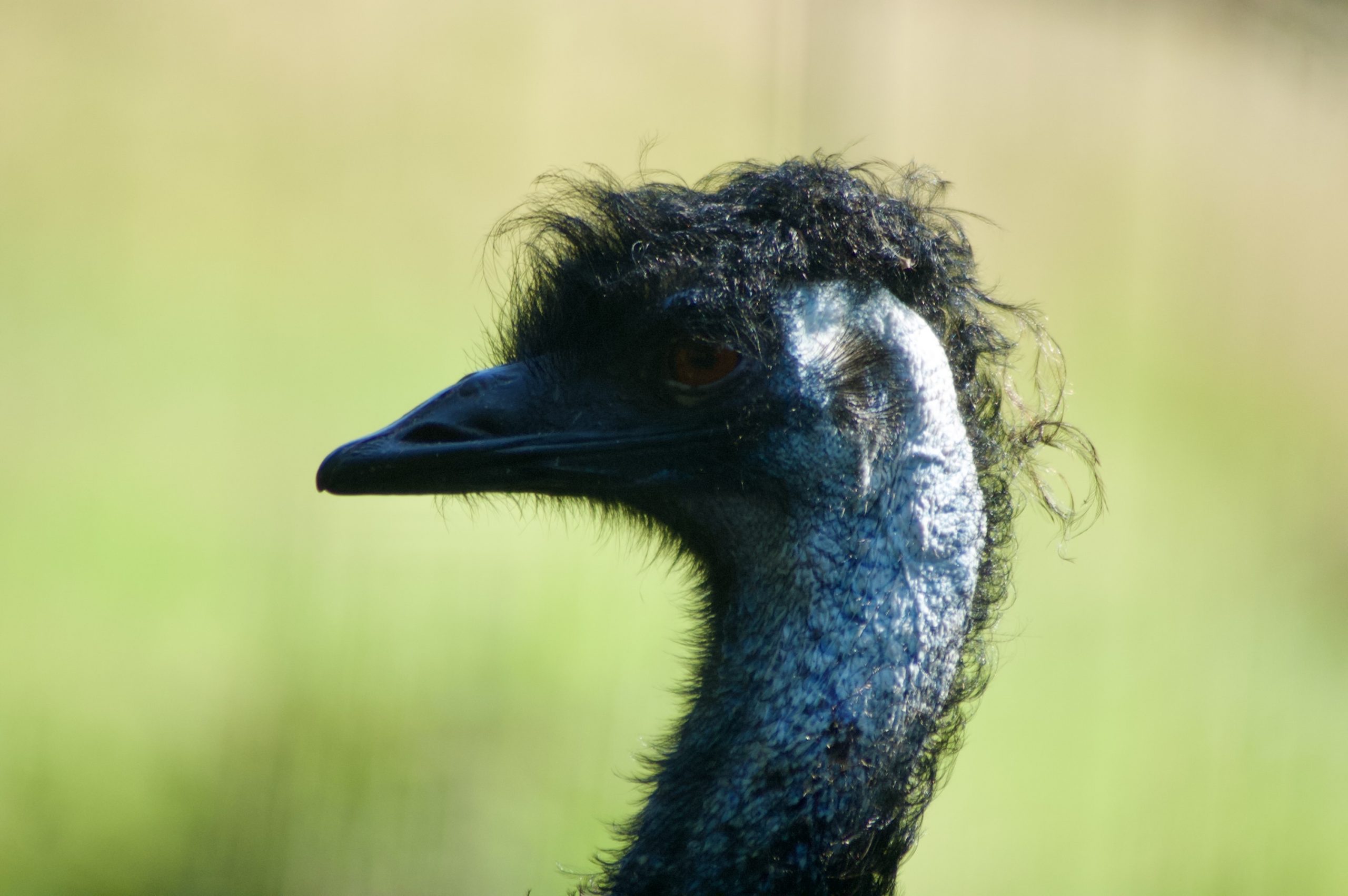 Emu