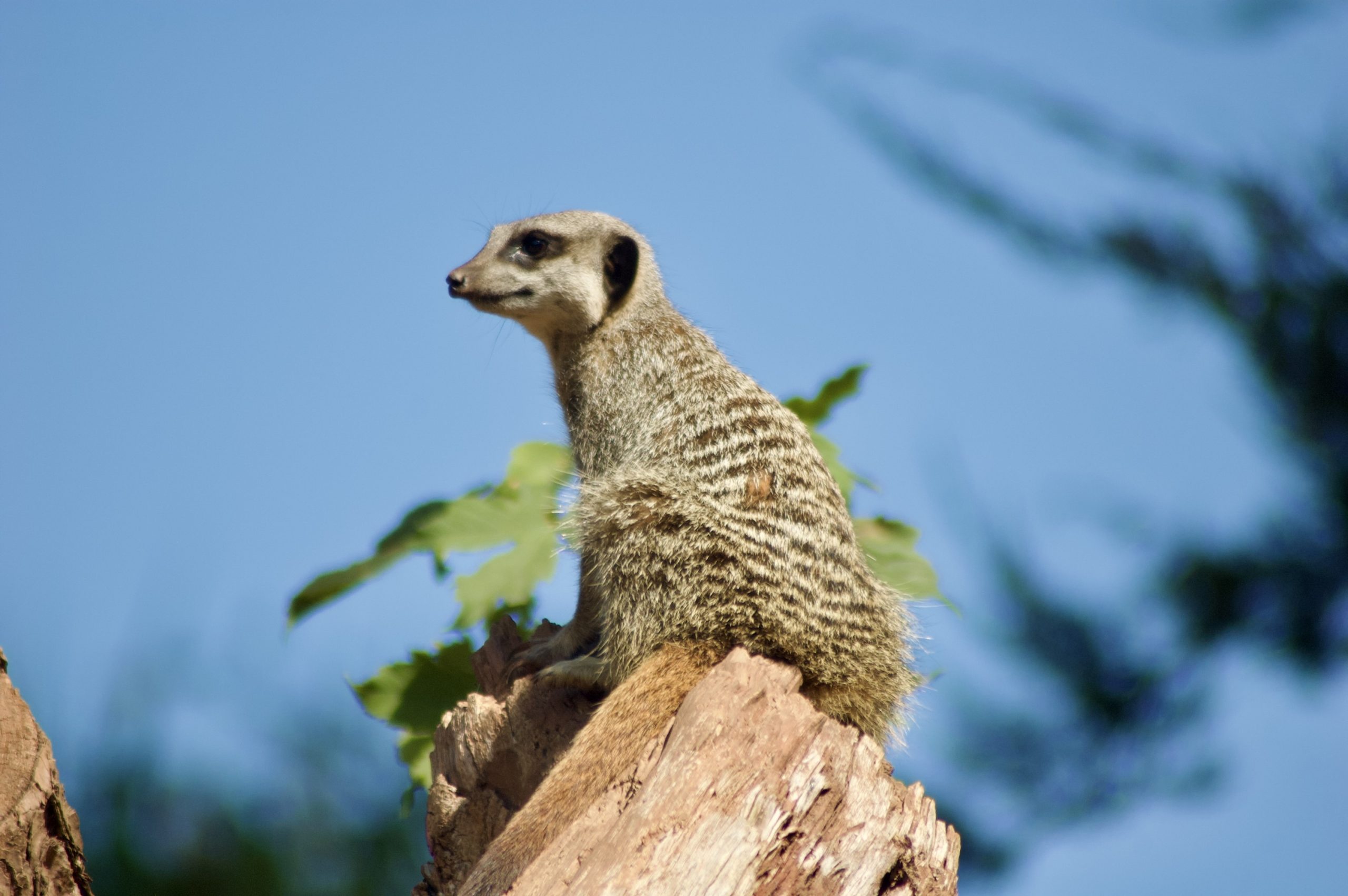 Meerkat