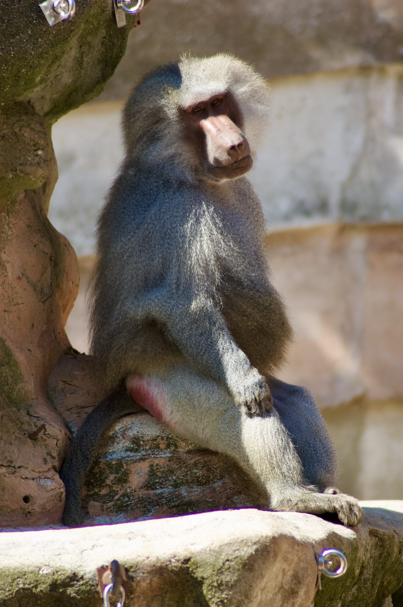 Hamadryas Baboon