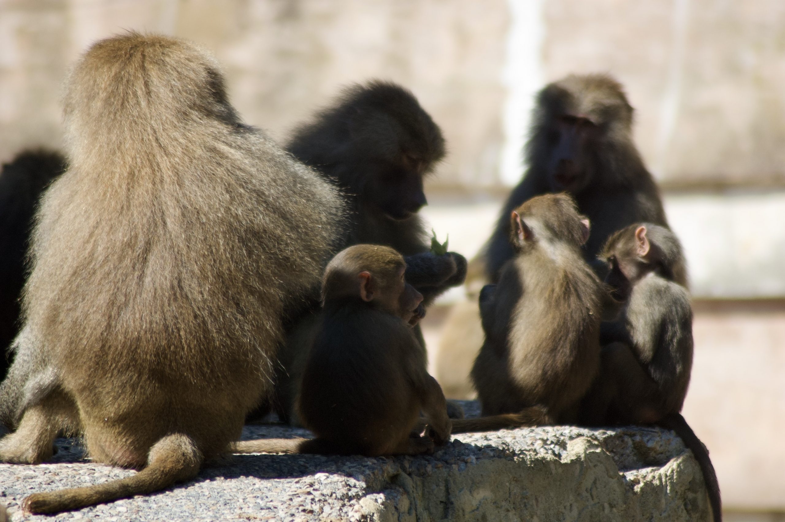 Hamadryas Baboons