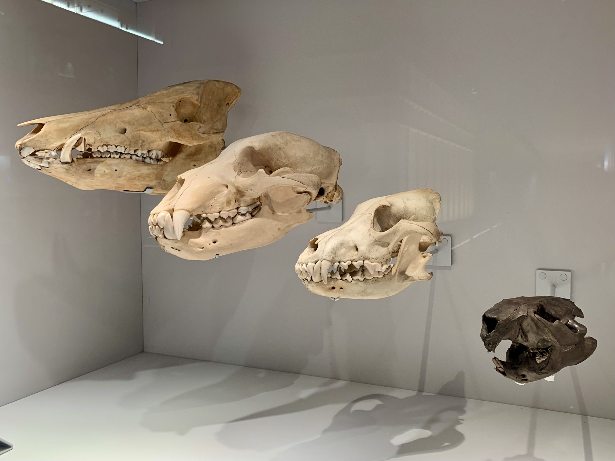 Boar, Bear, Wolf & Beaver