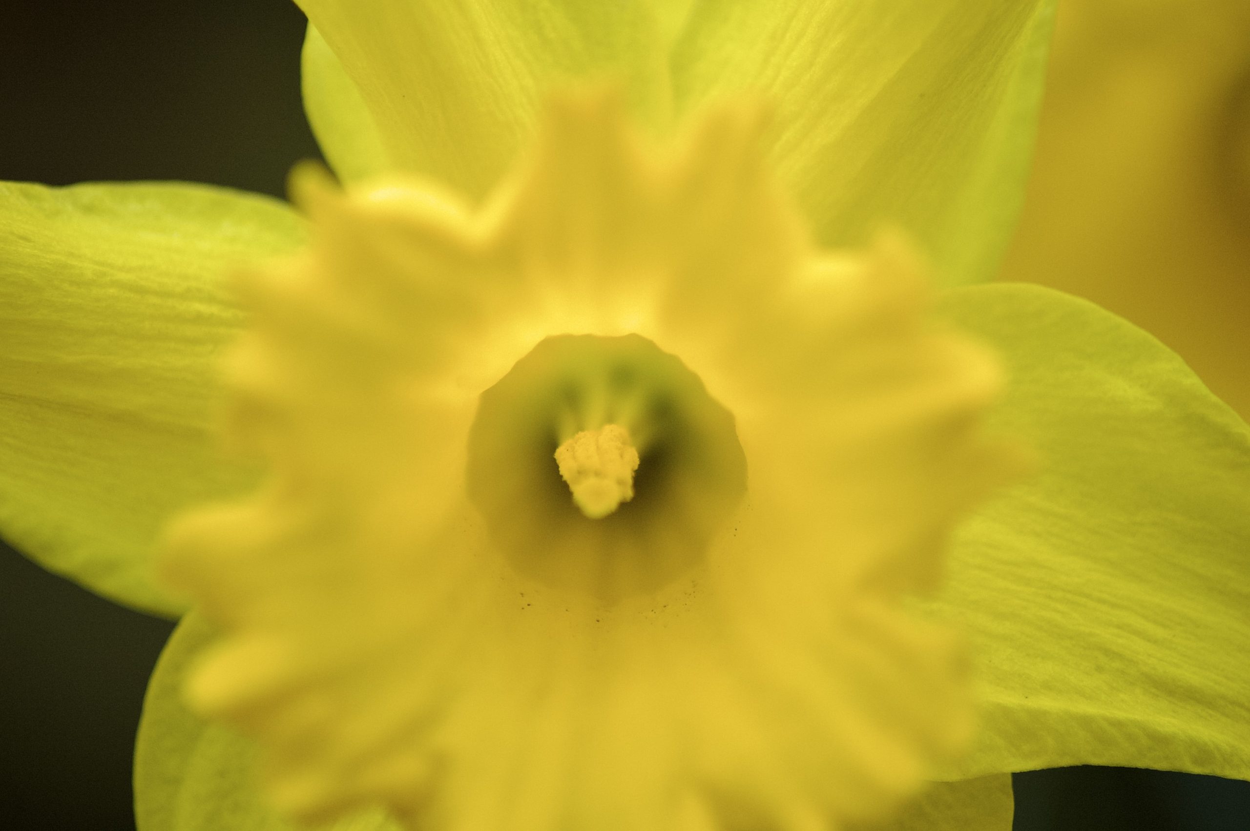 Daffodil