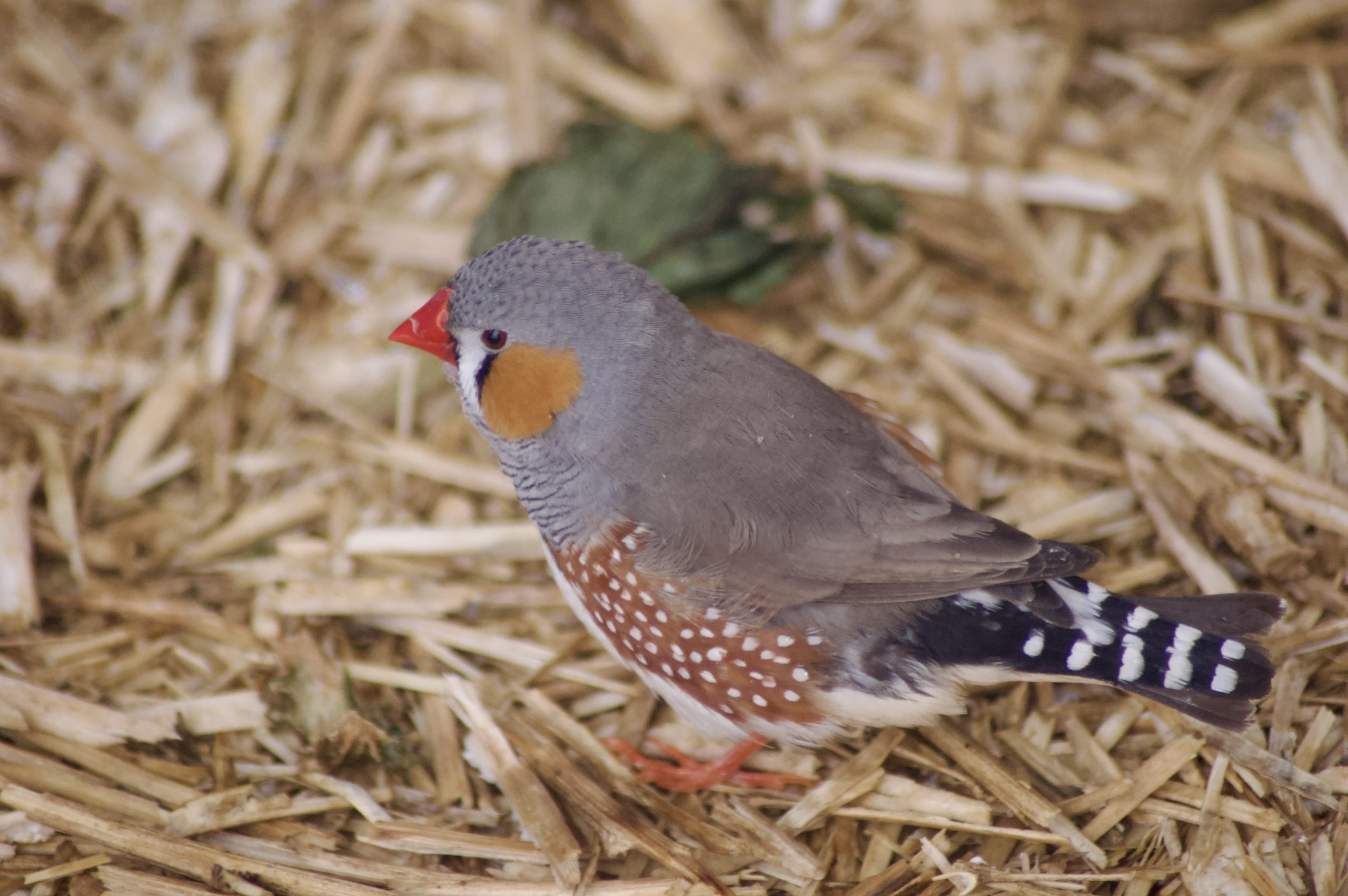 Australian Zebra Finch