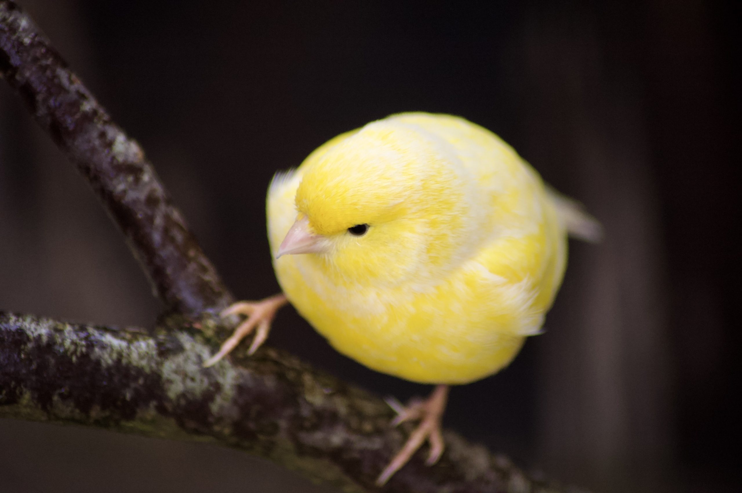 Domestic Canary