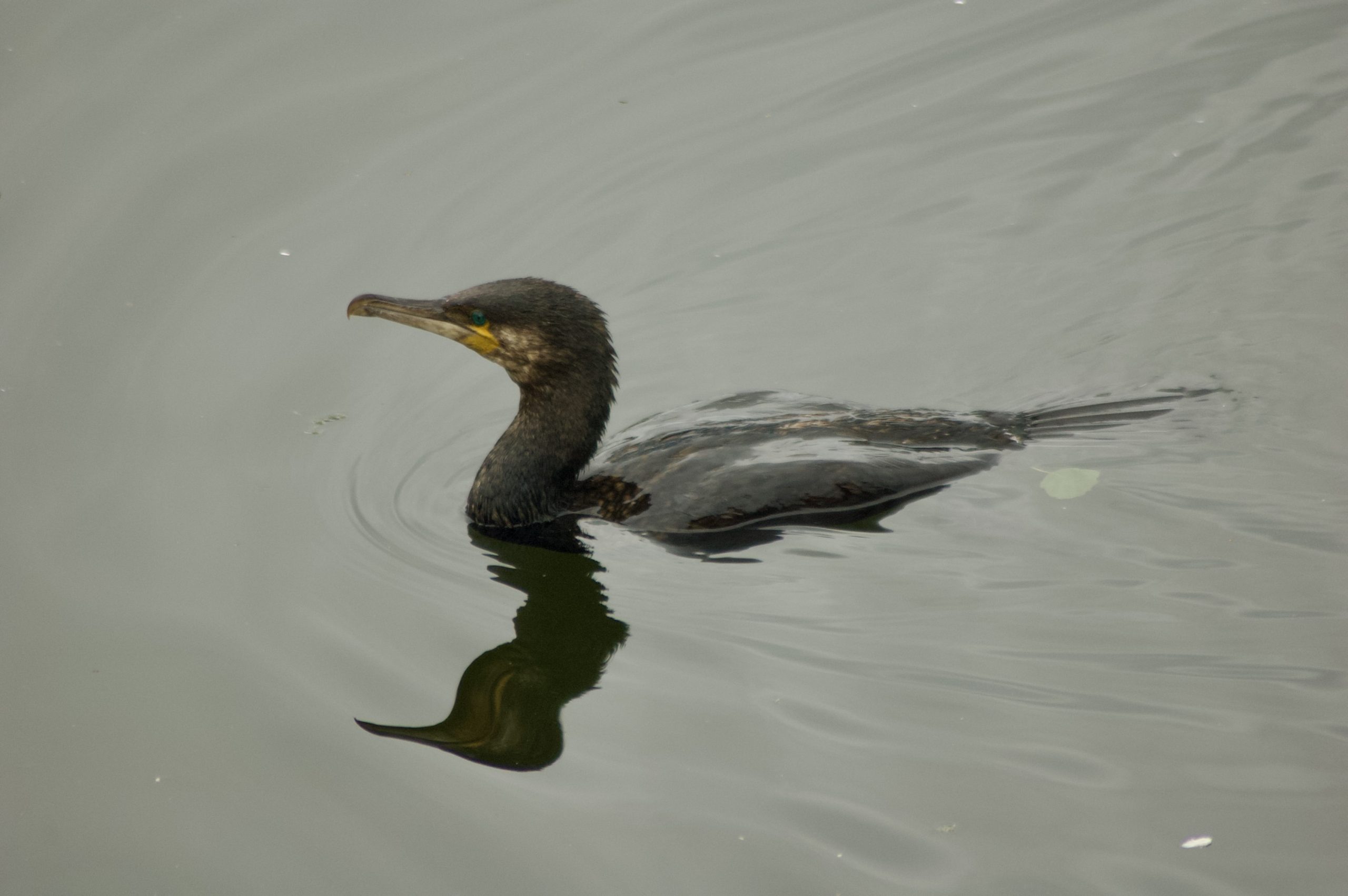 Common Shag
