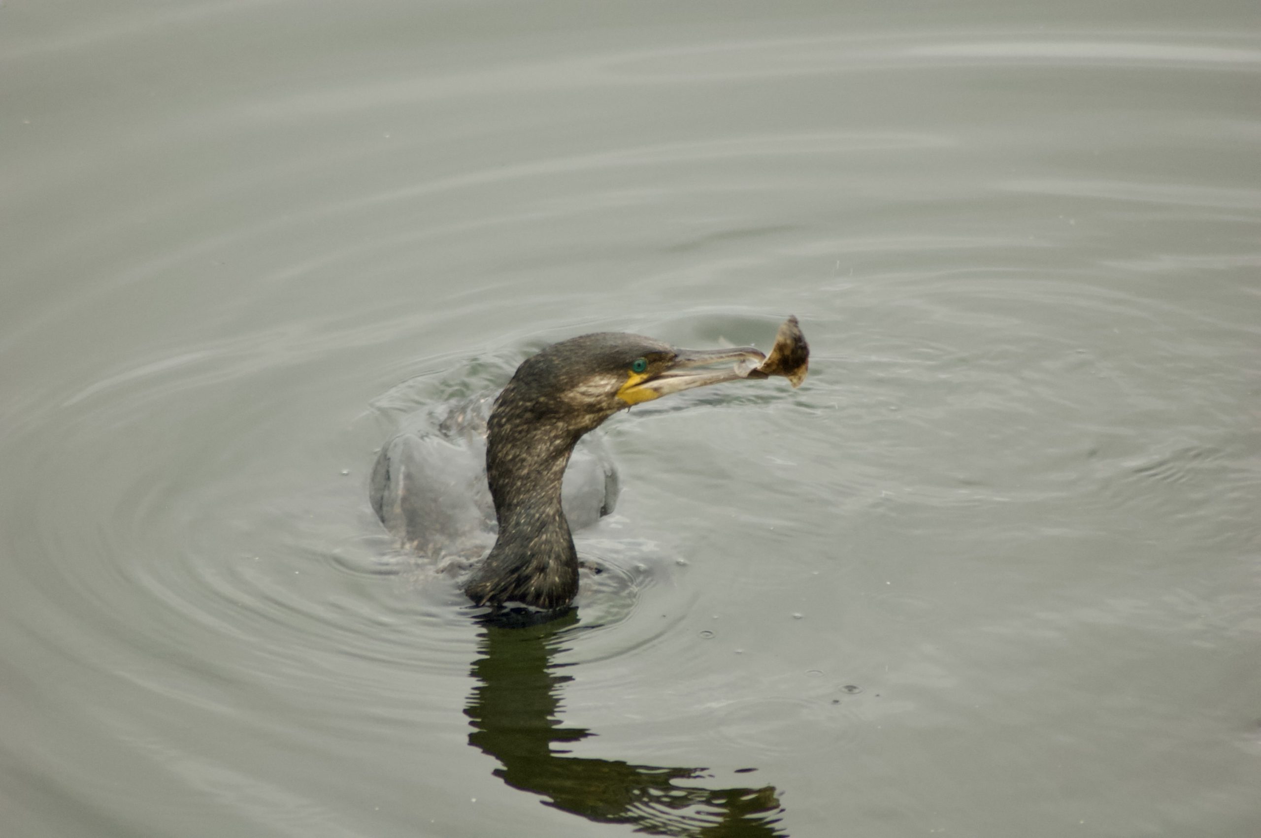 Common Shag