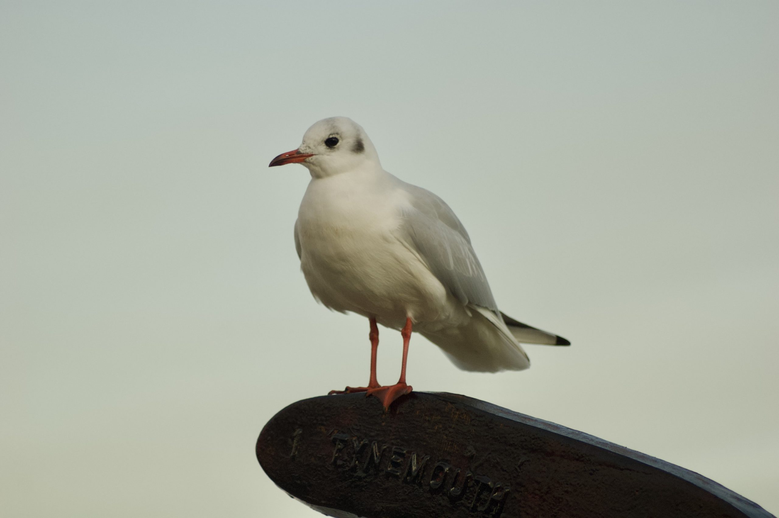 Black-headed Gull