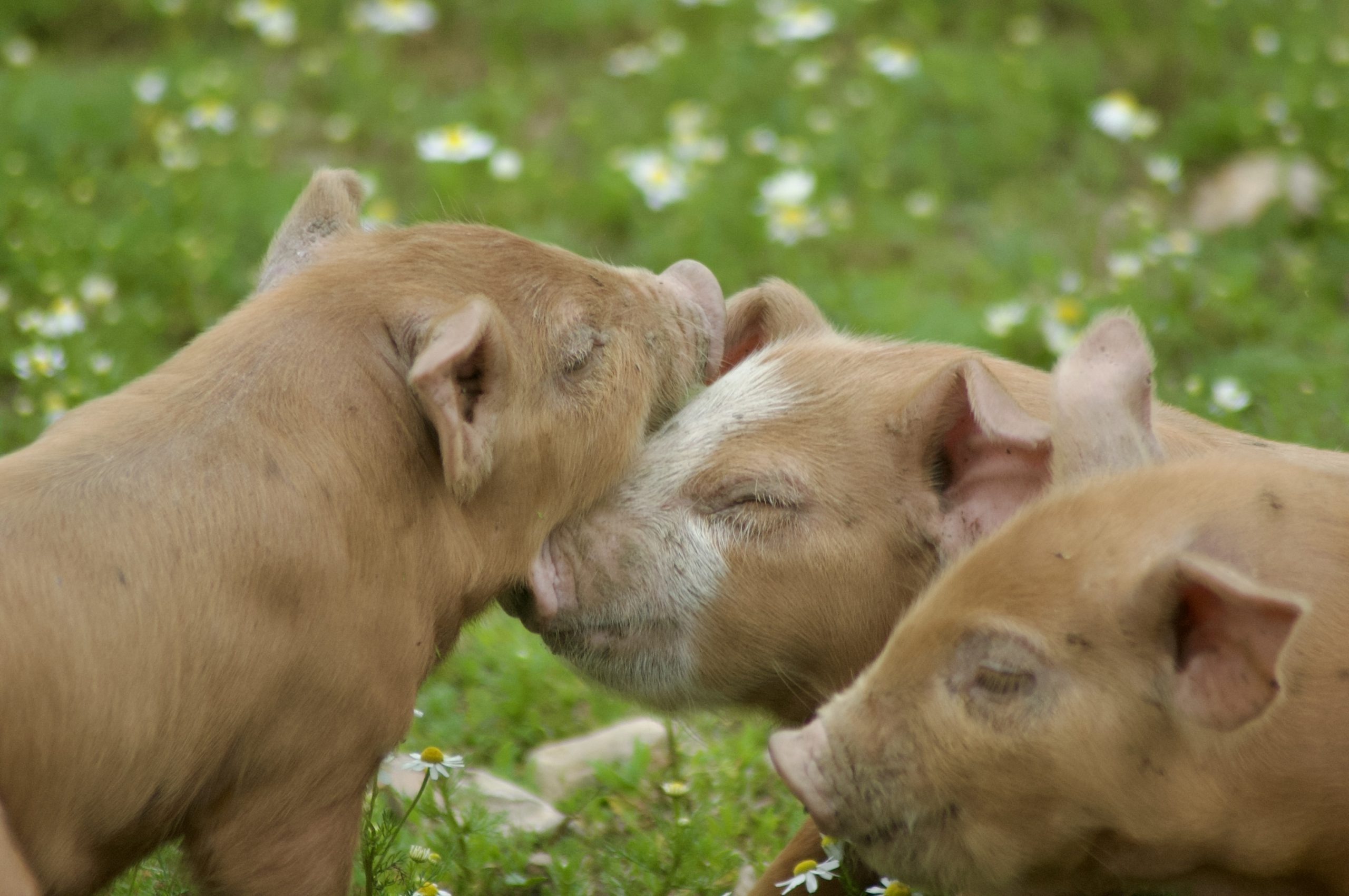 Quarr Abbey Piglets