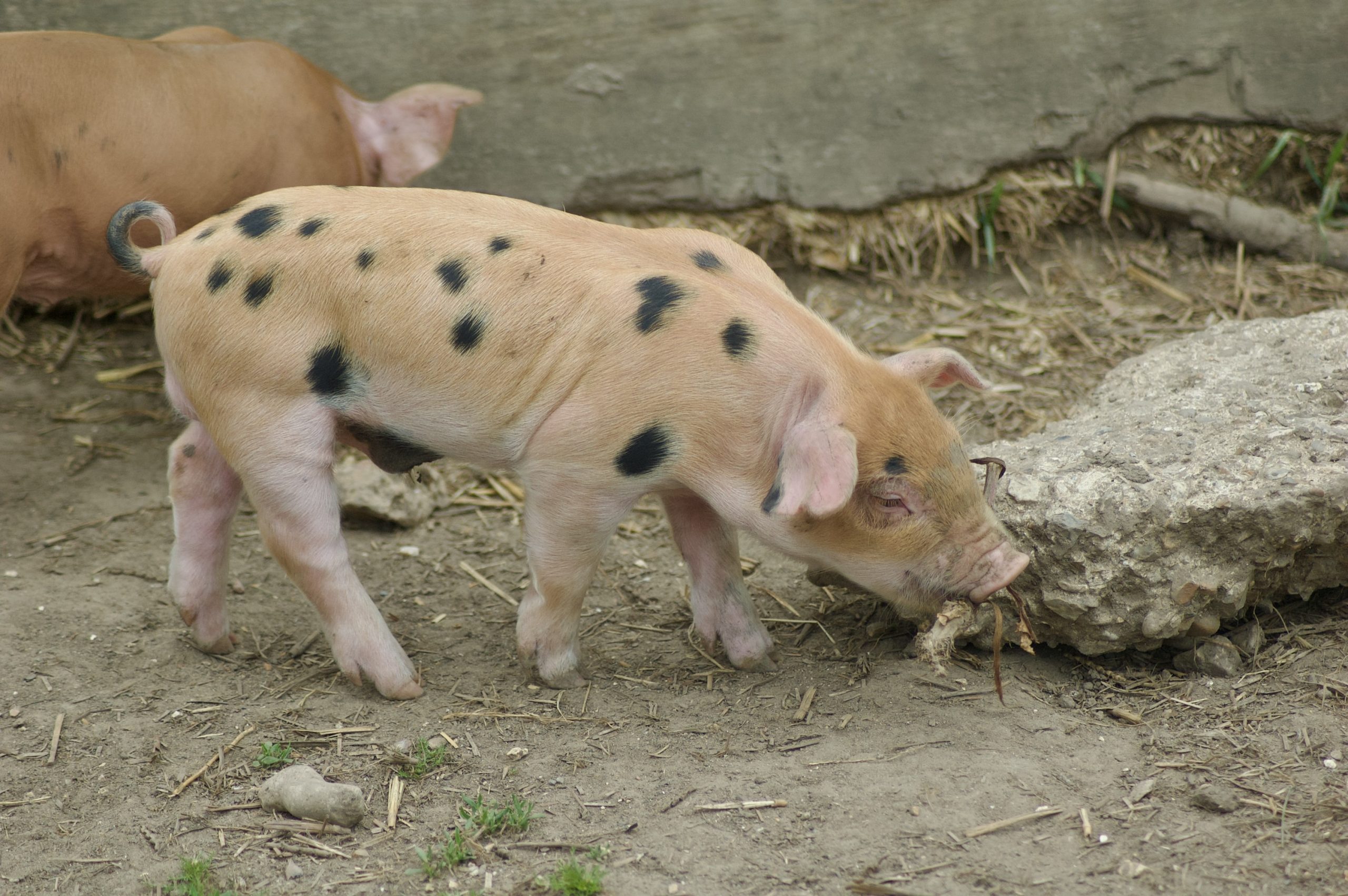Quarr Abbey Piglets