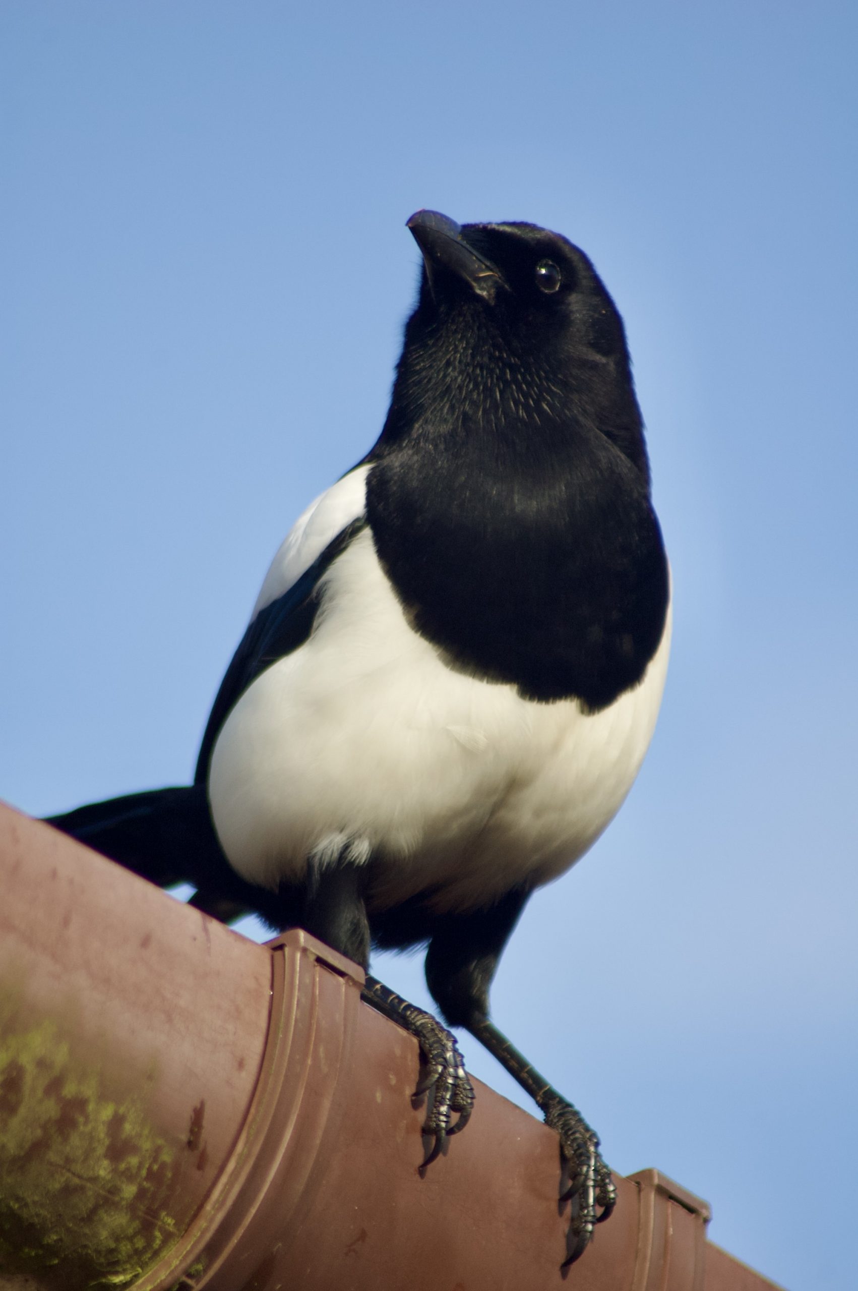 Magpie