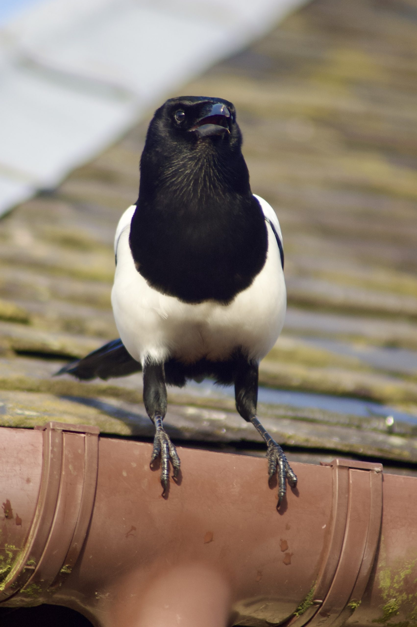 Magpie