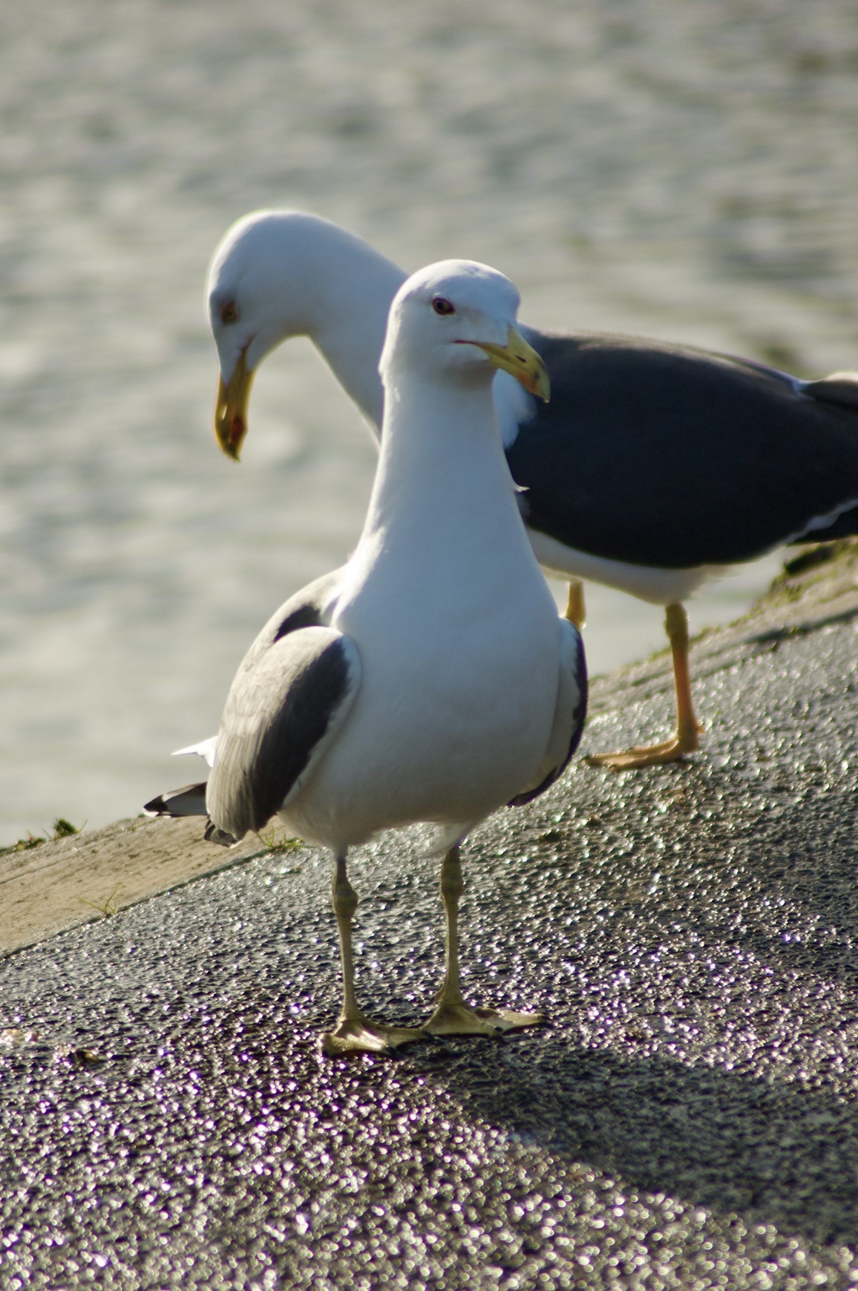 Great Black-backed Gulls