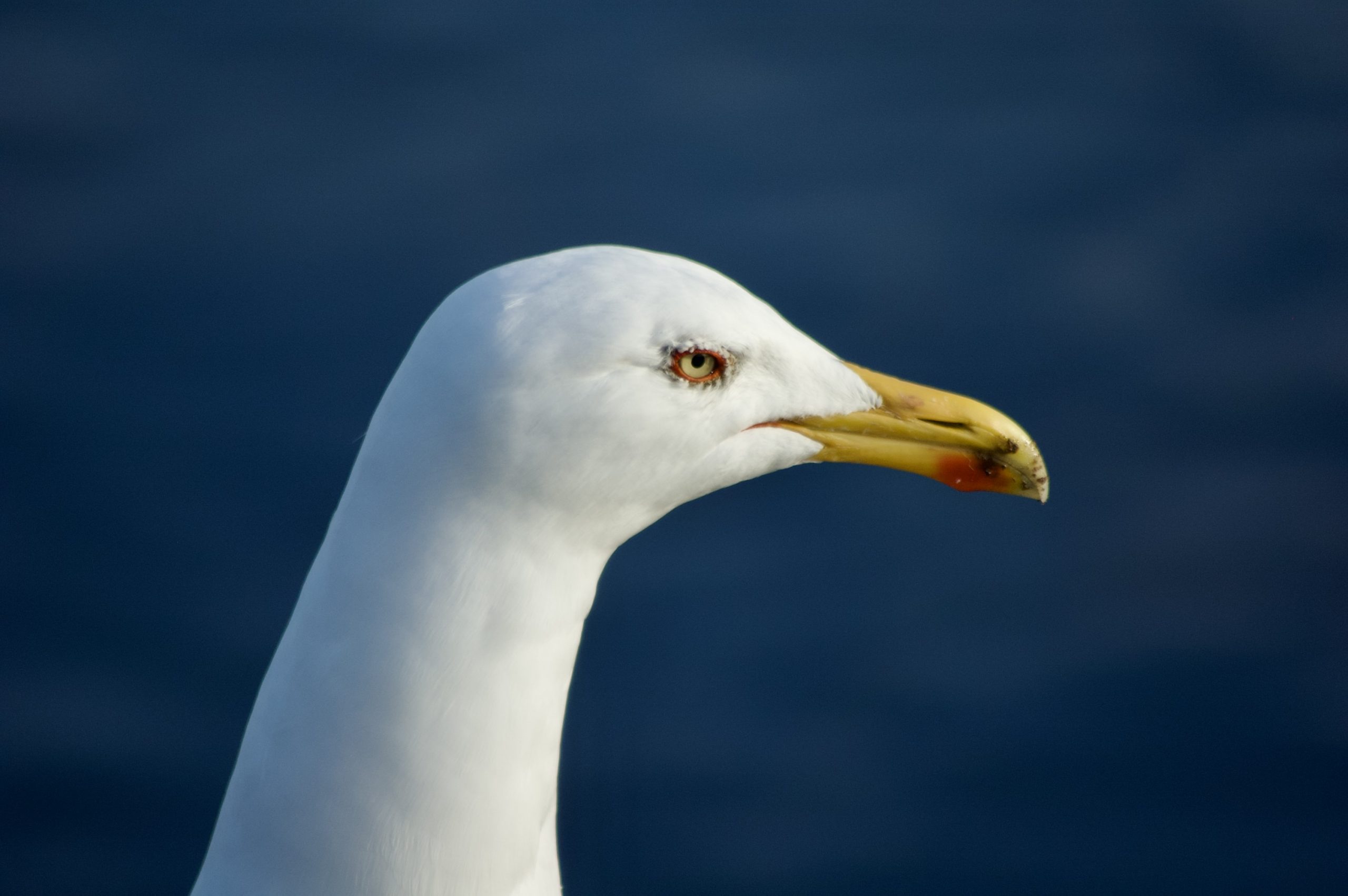 Great Black-backed Gull