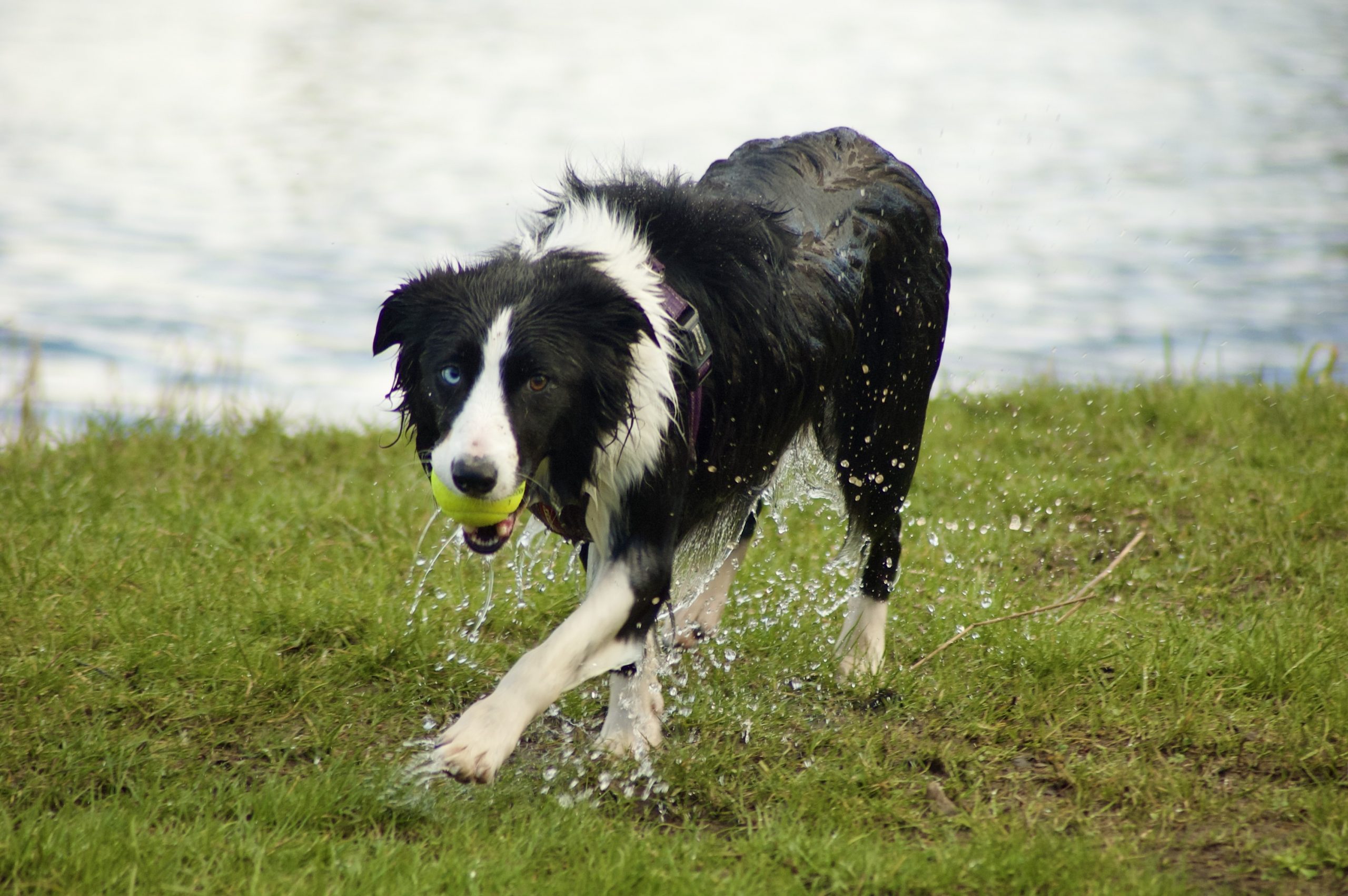 Border Collie
