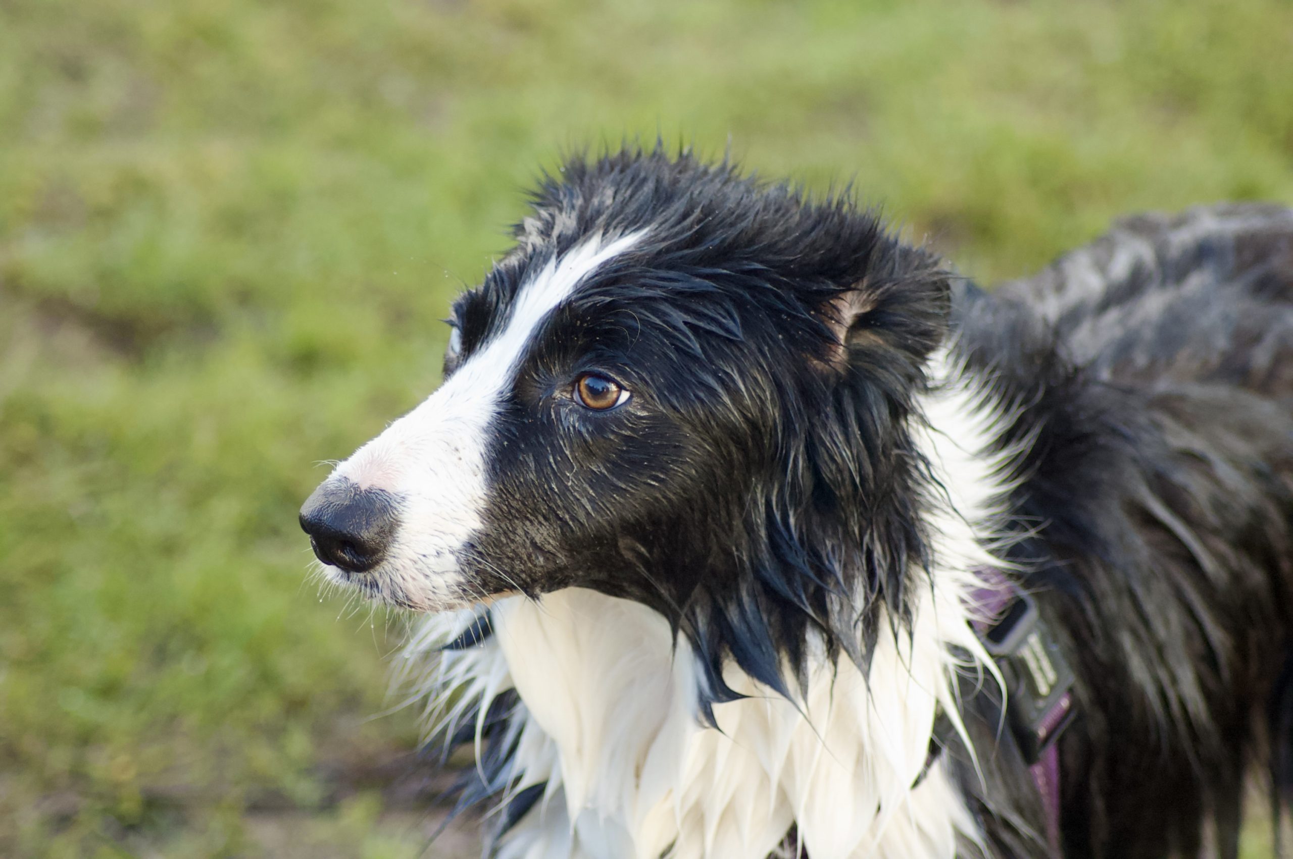 Border Collie