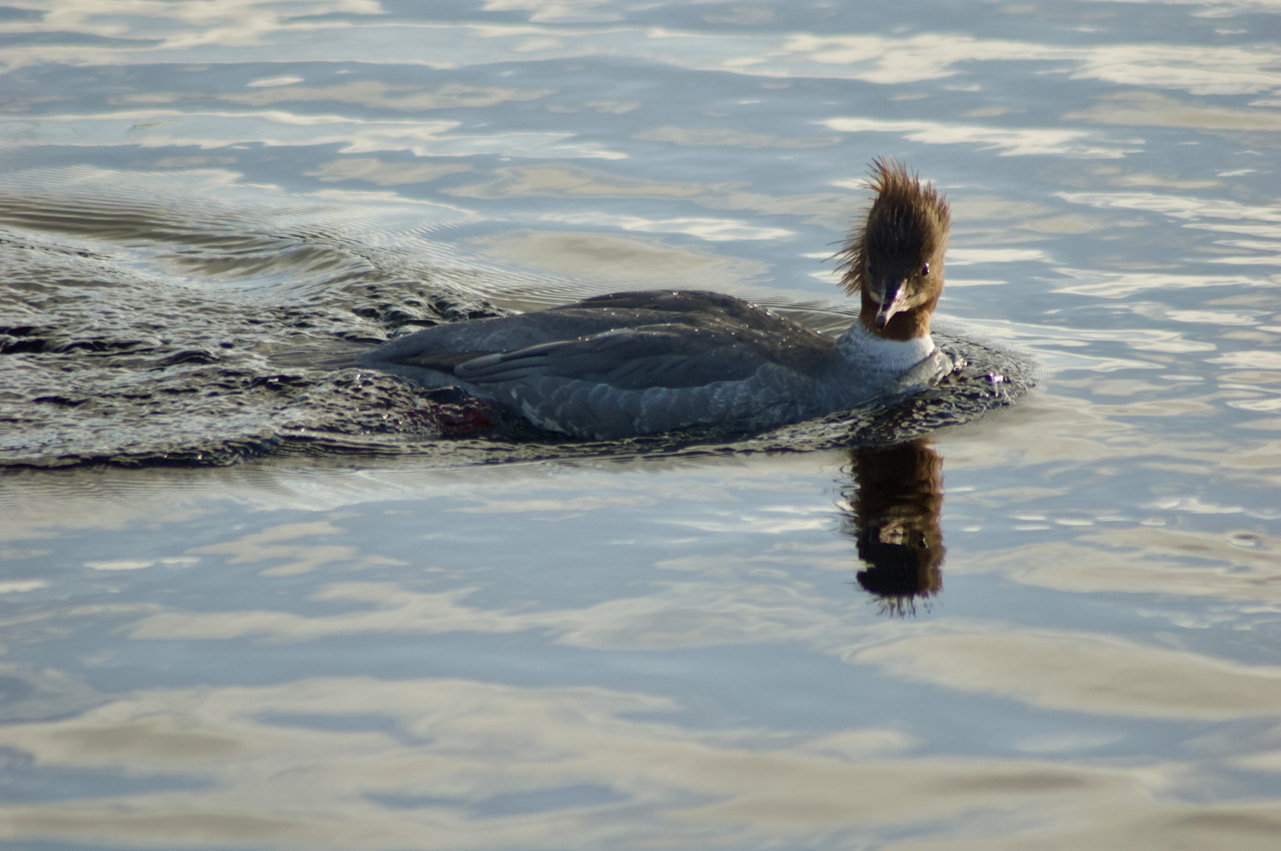 Goosander